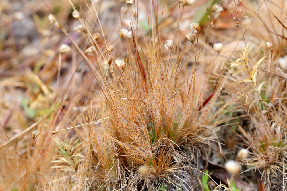 Centrolepis indica (Elefantenwimperngras), Lokation: Thailand | Loei | Ban Lao Paen Kategorien: Habitus, Familie: Centrolepidaceae (Centrolepidaceen), Datum: 22.02.2016