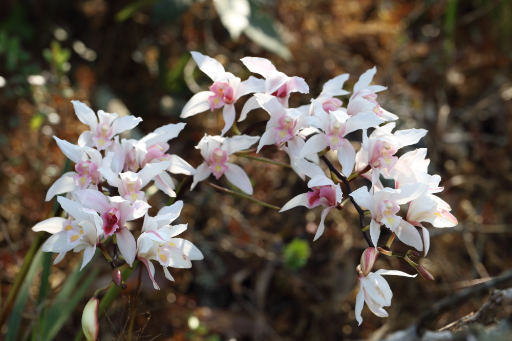 Cymbidium insigne, Lokation: Thailand | Loei | Ban Lao Paen Kategorien: Blüte, Familie: Orchidaceae (Orchideen ), Datum: 22.02.2016
