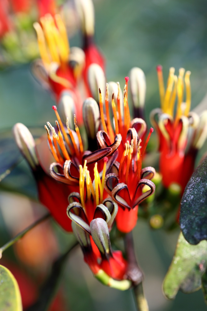 Macrosolen avenis, Lokation: Thailand | Loei | Ban Lao Paen Kategorien: Blüte, Familie: Loranthaceae (Mistelgewächse), Datum: 22.02.2016