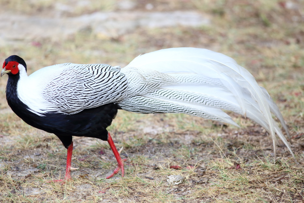 Lophura nycthemera (Silber-Fasan), Lokation: Thailand | Loei | Ban Lao Paen Kategorien: Vögel, Familie: Phasianidae (Fasanenartige), Datum: 23.02.2016