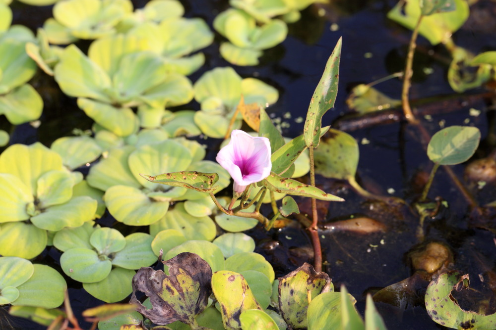 Lokation: Thailand | Nakhon Ratchasima | Phimai | Phimai Kategorien: Habitus, Datum: 24.02.2016