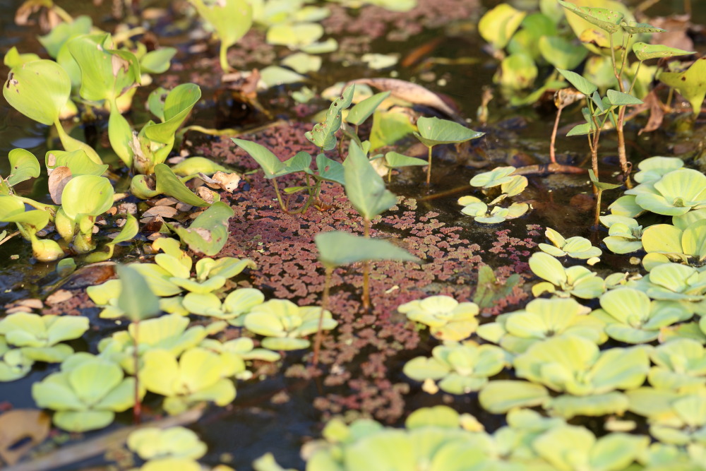 Lokation: Thailand | Nakhon Ratchasima | Phimai | Phimai Kategorien: Vegetation, Datum: 24.02.2016