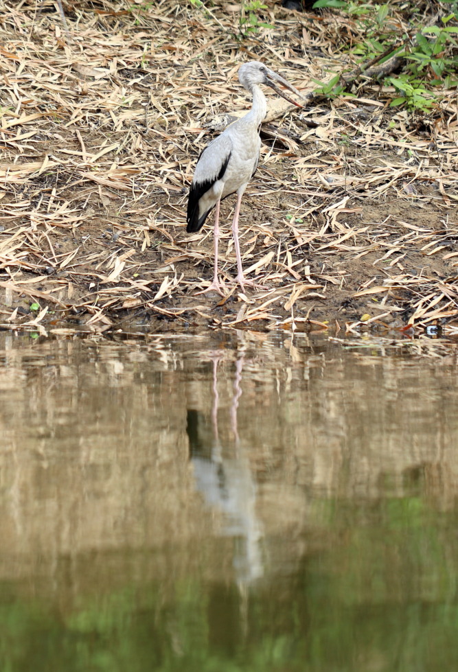 Lokation: Thailand | Nakhon Ratchasima | Phimai | Phimai Kategorien: Vögel, Datum: 24.02.2016