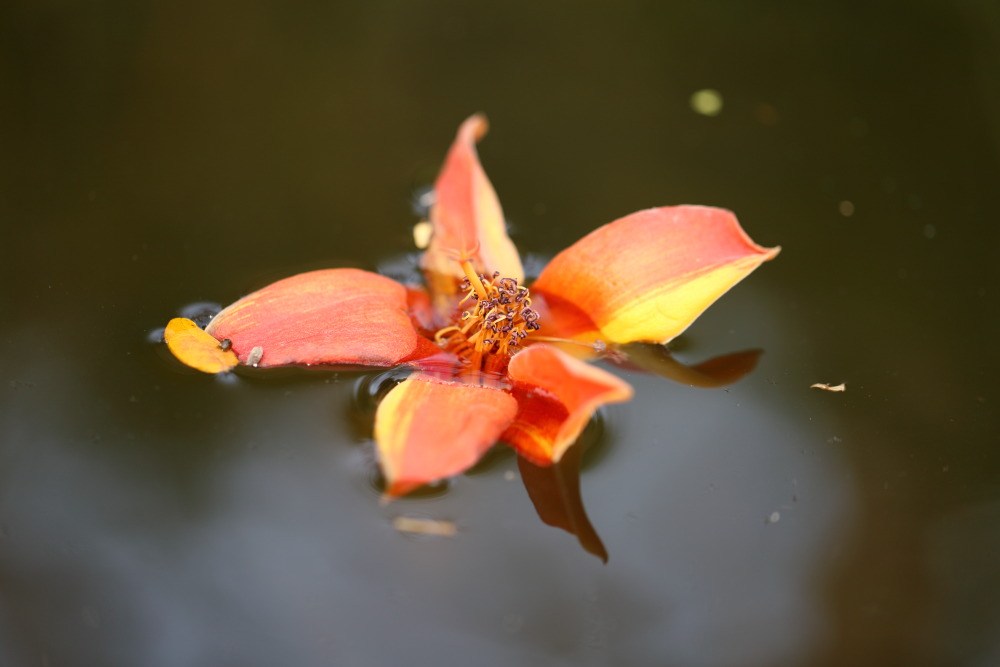 Lokation: Thailand | Nakhon Ratchasima | Phimai | Phimai Kategorien: Blüte, Datum: 24.02.2016