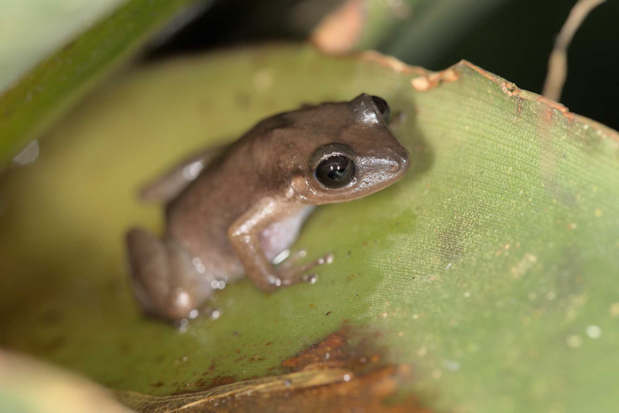Lokation: Niederlande | Gelderland | Arnheim | Cranevelt Kategorien: Amphibien, Gewächshaus, Datum: 06.03.2017