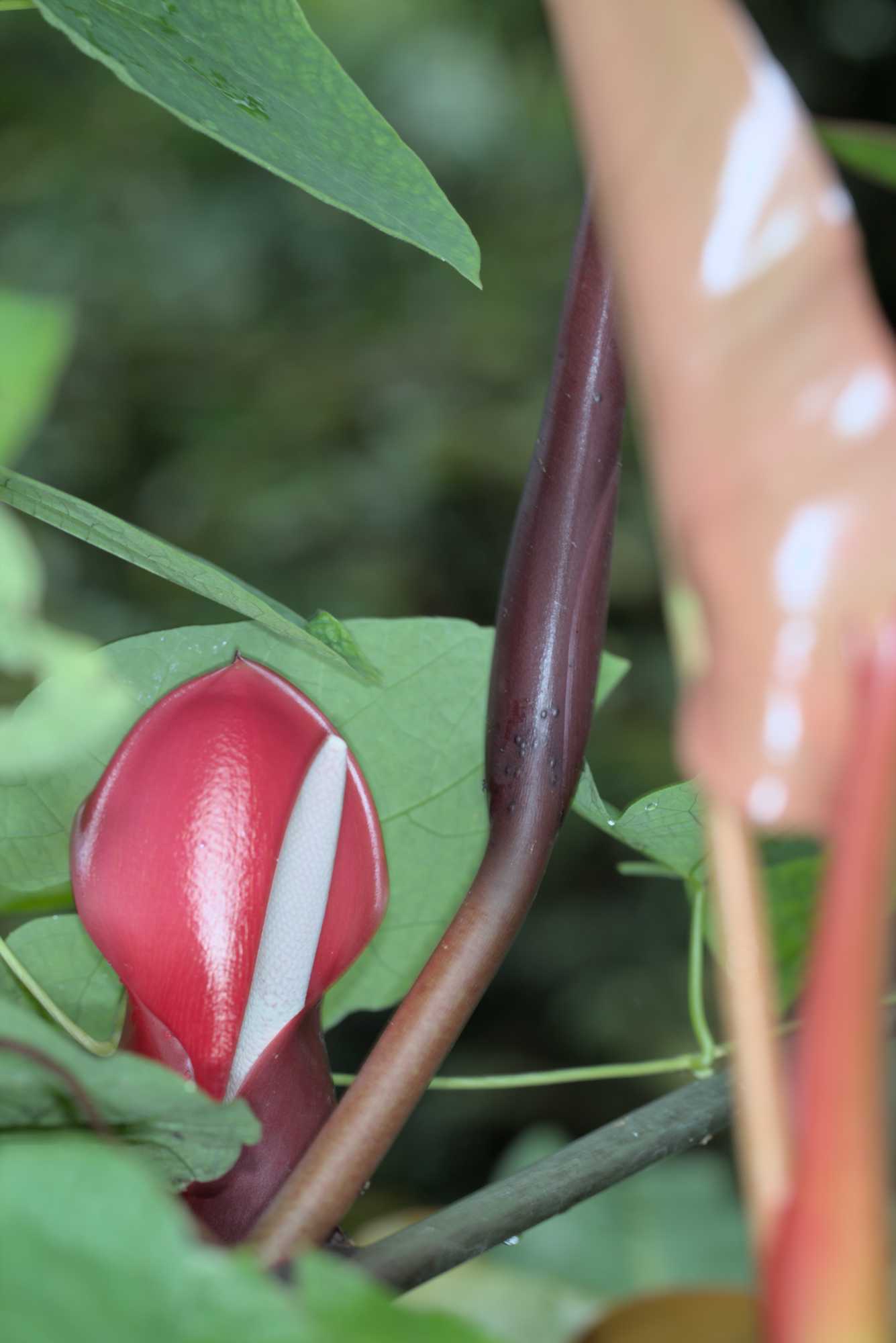 Lokation: Niederlande | Gelderland | Arnheim | Cranevelt Kategorien: Blüte, Gewächshaus, Datum: 06.03.2017