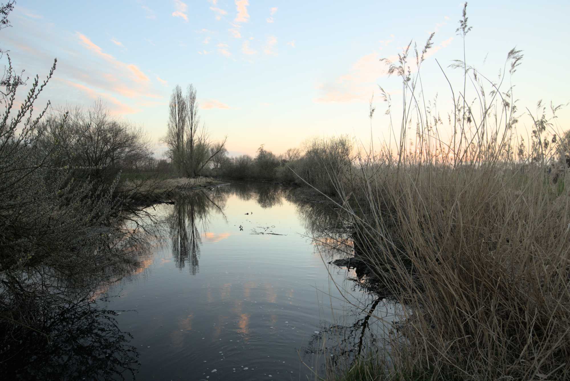 Lokation: Deutschland | Nordrhein-Westfalen | Heinsberg | Wassenberg Kategorien: Altarm, Datum: 15.03.2017