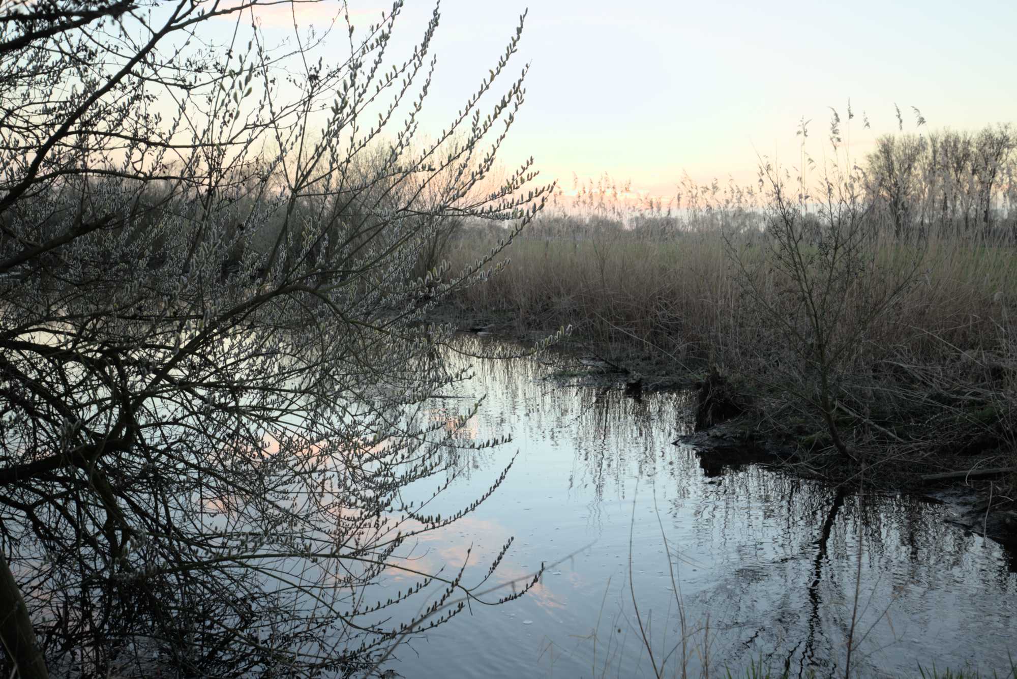 Lokation: Deutschland | Nordrhein-Westfalen | Heinsberg | Wassenberg Kategorien: Altarm, Datum: 15.03.2017