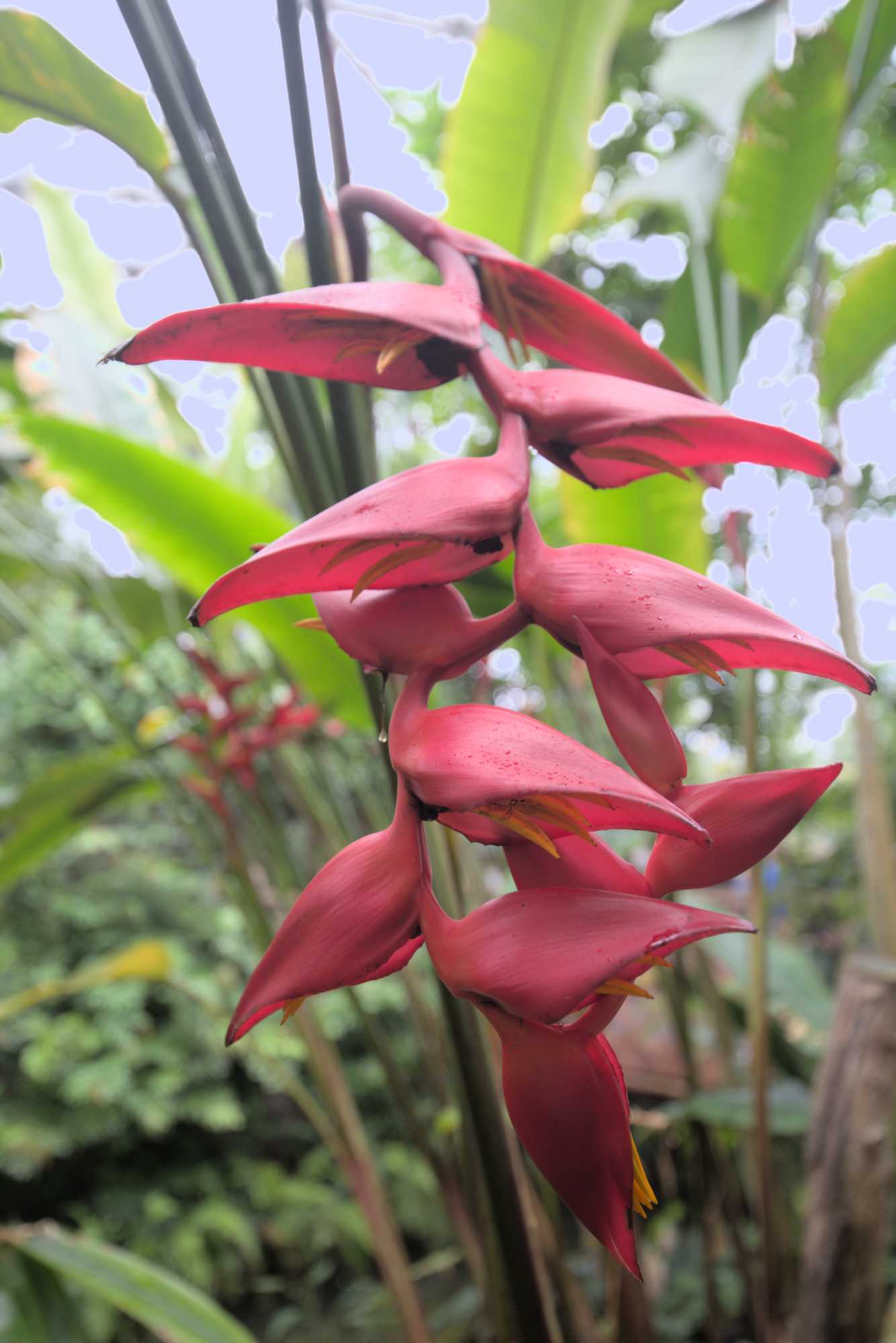 Lokation: Deutschland | Sachsen | Leipzig | Gondwanaland Kategorien: Blüte, Gewächshaus, Datum: 18.03.2017