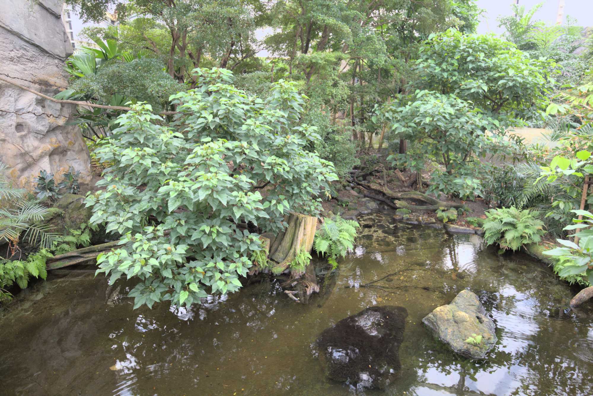 Lokation: Deutschland | Sachsen | Leipzig | Gondwanaland Kategorien: Gewächshaus, Datum: 18.03.2017