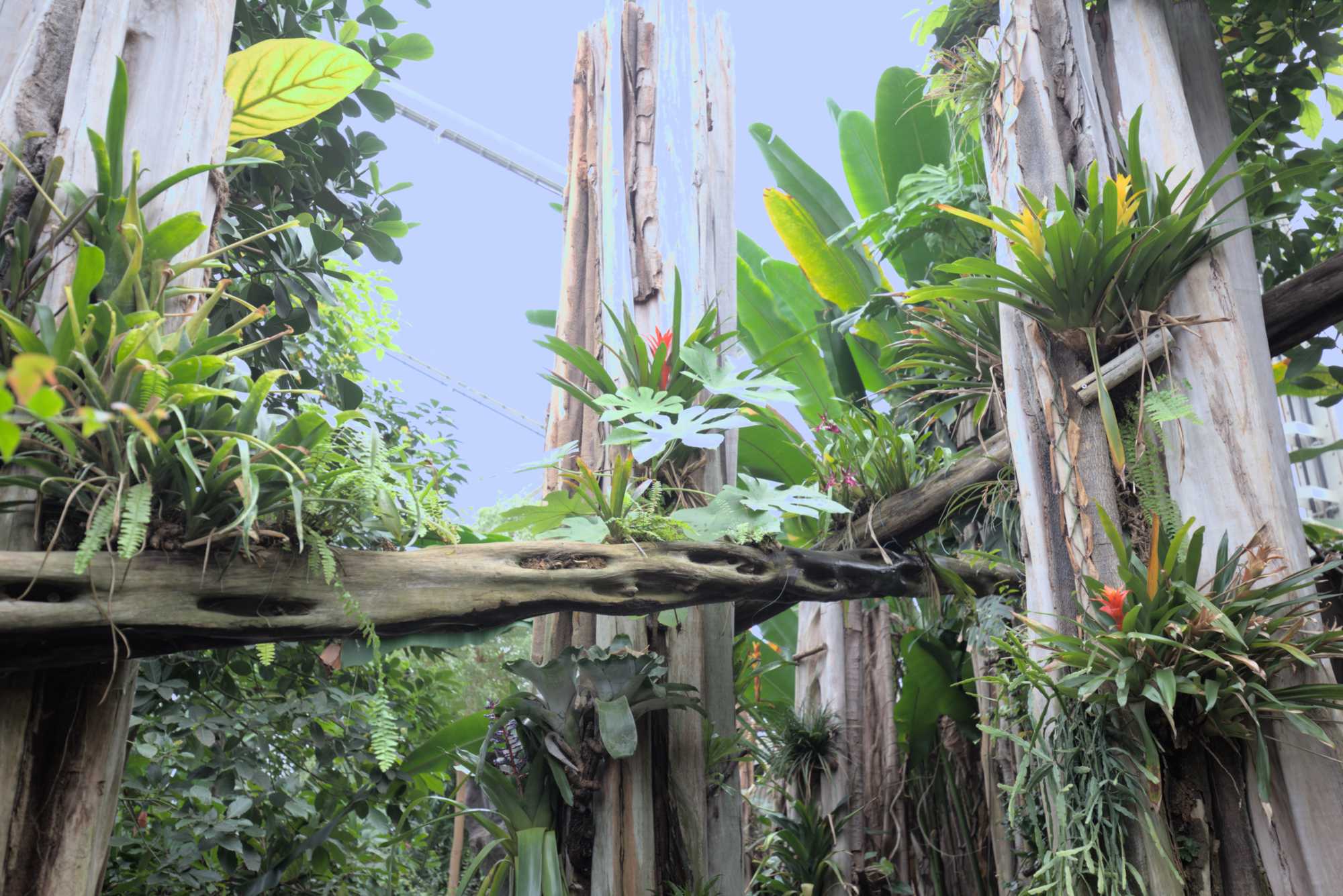 Lokation: Deutschland | Sachsen | Leipzig | Gondwanaland Kategorien: Gewächshaus, Datum: 18.03.2017