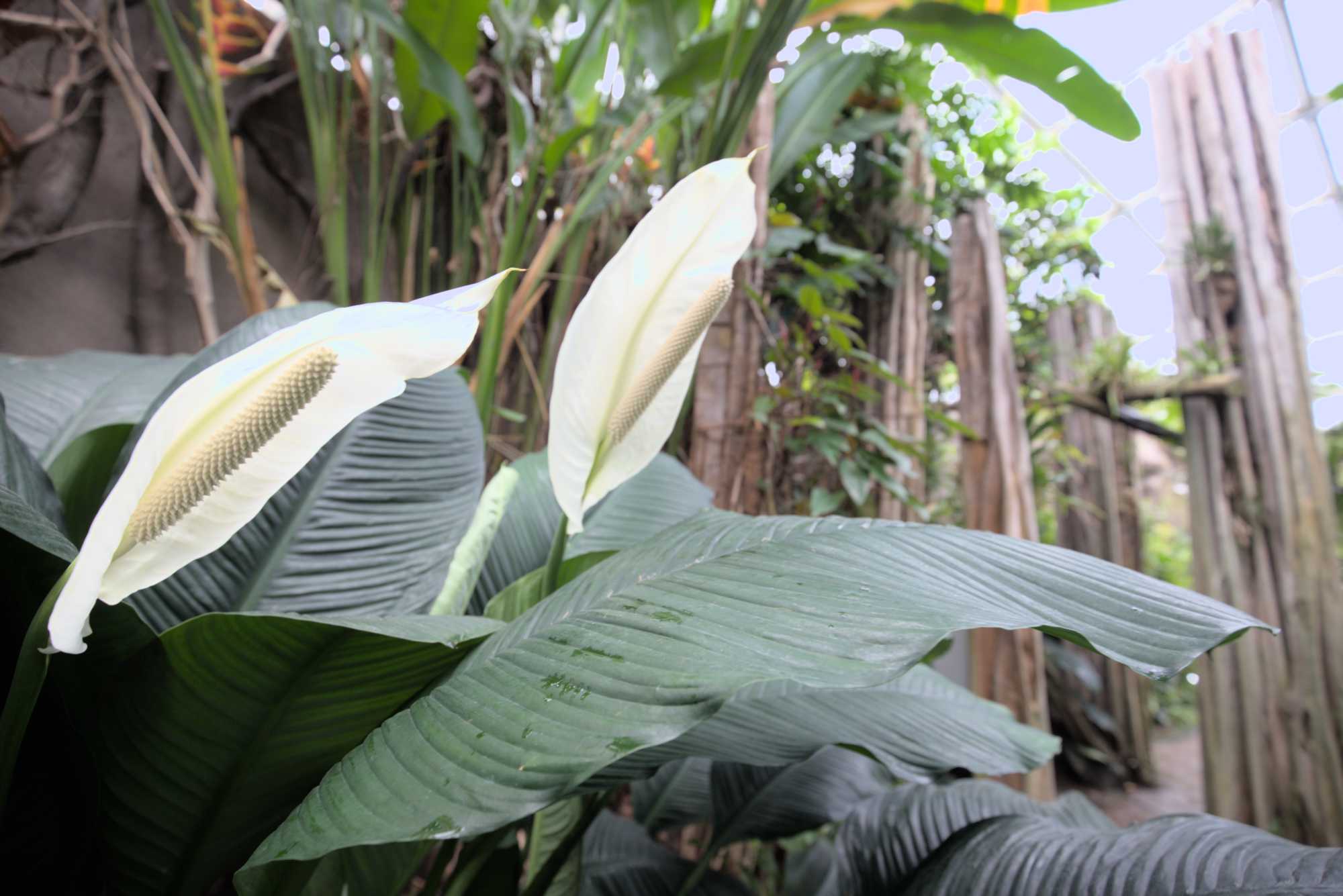 Lokation: Deutschland | Sachsen | Leipzig | Gondwanaland Kategorien: Gewächshaus, Datum: 18.03.2017