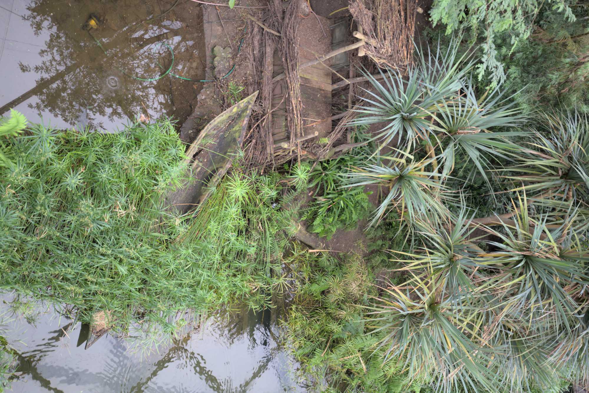 Lokation: Deutschland | Sachsen | Leipzig | Gondwanaland Kategorien: Gewächshaus, Datum: 18.03.2017