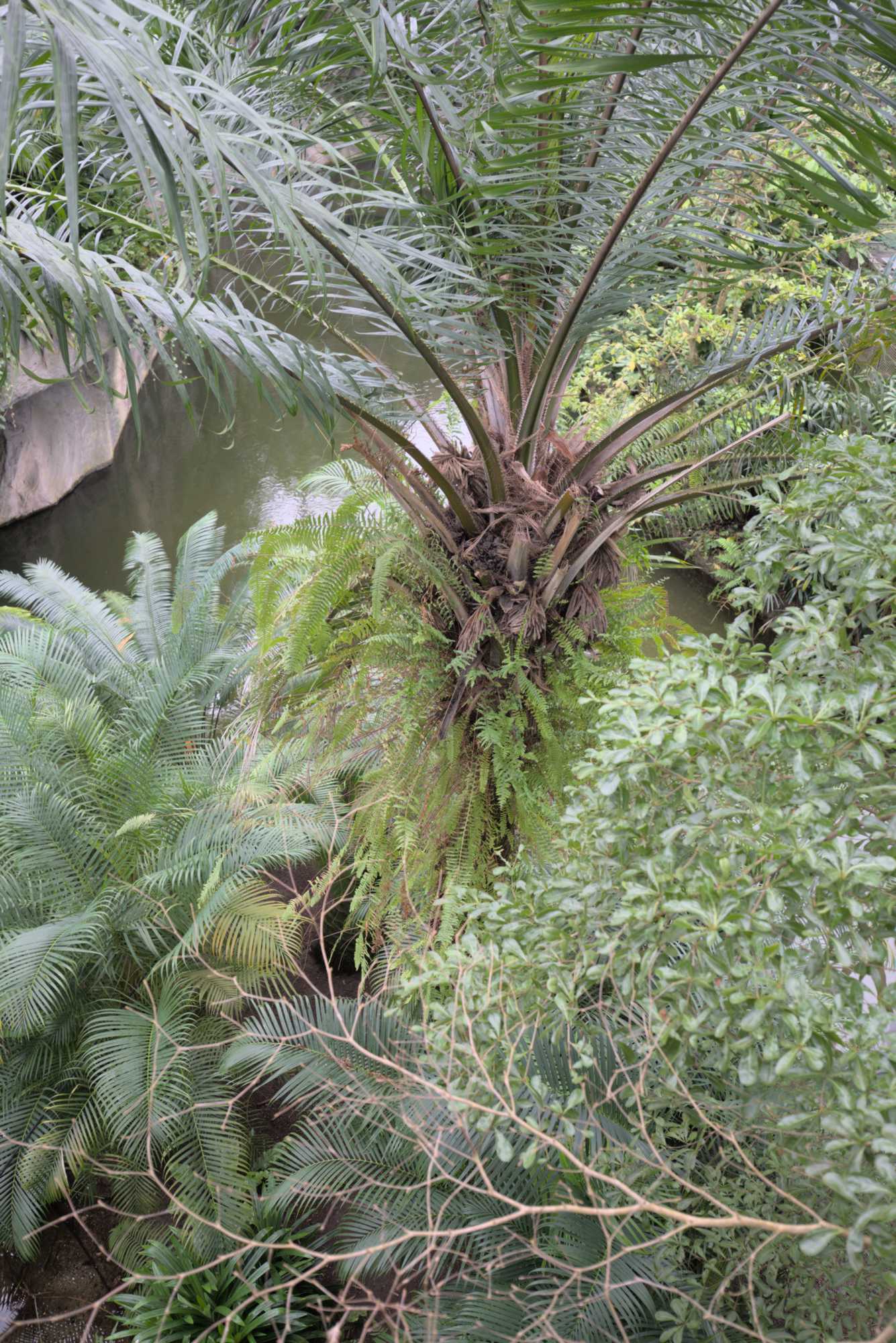 Lokation: Deutschland | Sachsen | Leipzig | Gondwanaland Kategorien: Gewächshaus, Datum: 18.03.2017