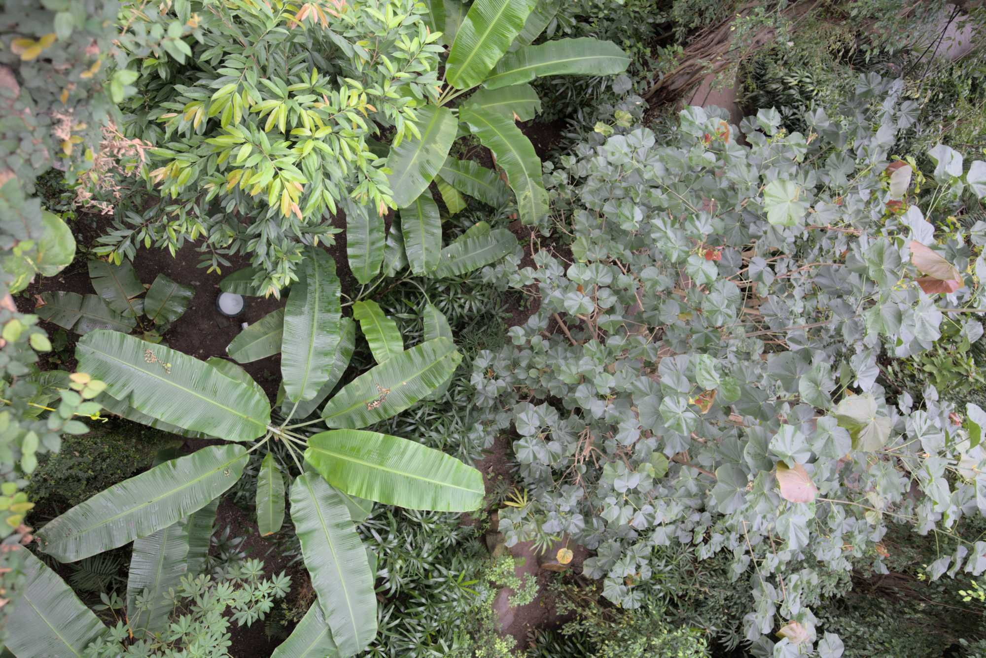 Lokation: Deutschland | Sachsen | Leipzig | Gondwanaland Kategorien: Gewächshaus, Datum: 18.03.2017