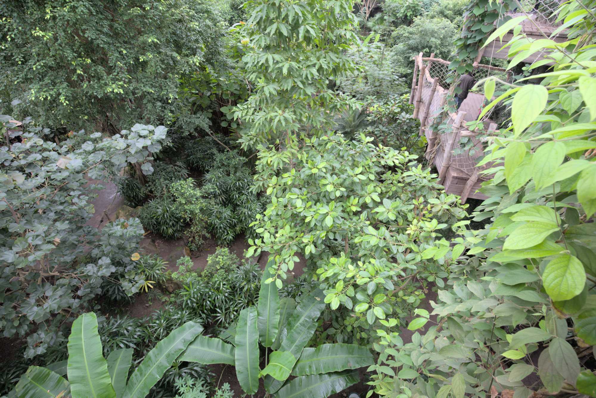 Lokation: Deutschland | Sachsen | Leipzig | Gondwanaland Kategorien: Gewächshaus, Datum: 18.03.2017