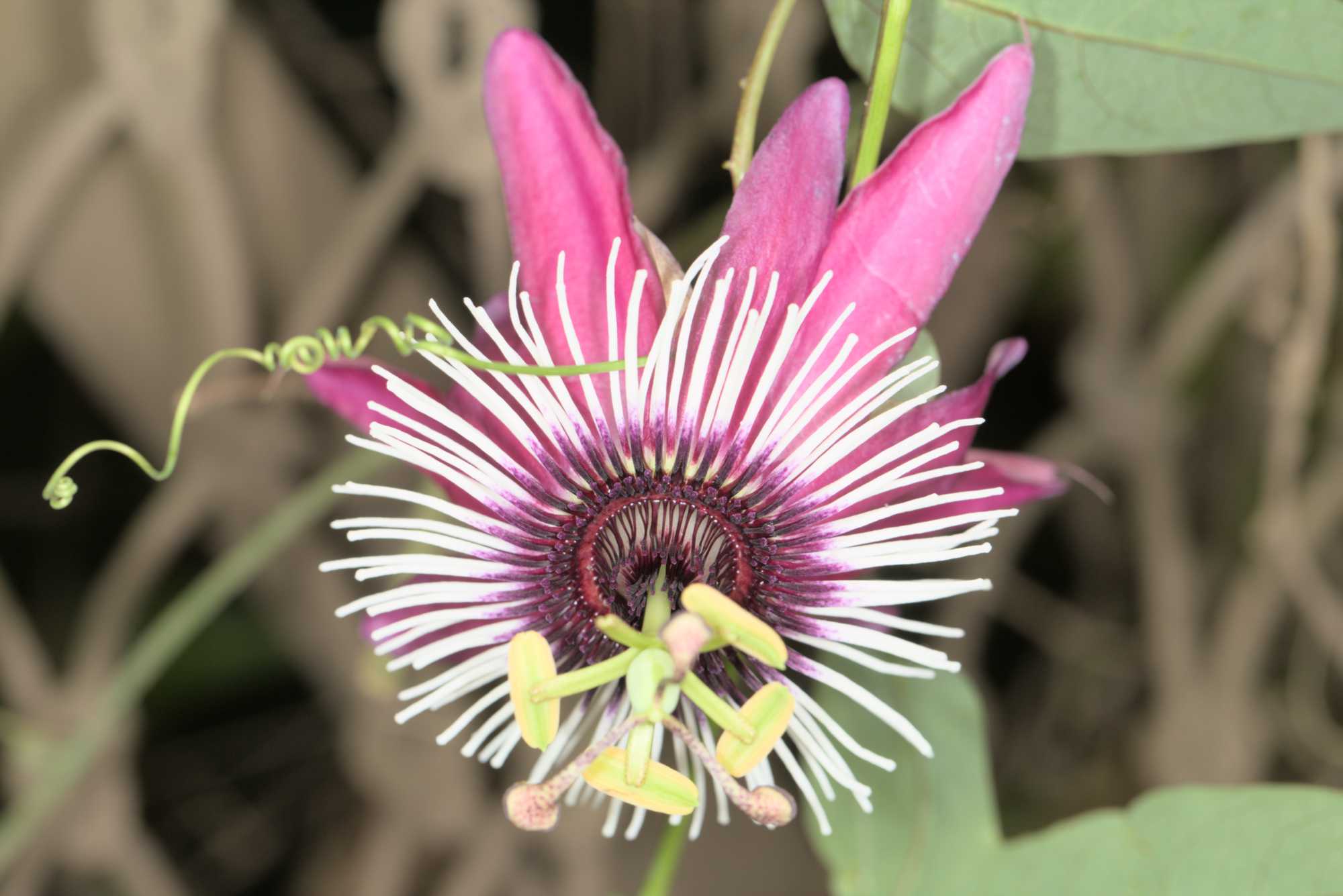Lokation: Deutschland | Sachsen | Leipzig | Gondwanaland Kategorien: Blüte, Gewächshaus, Datum: 18.03.2017