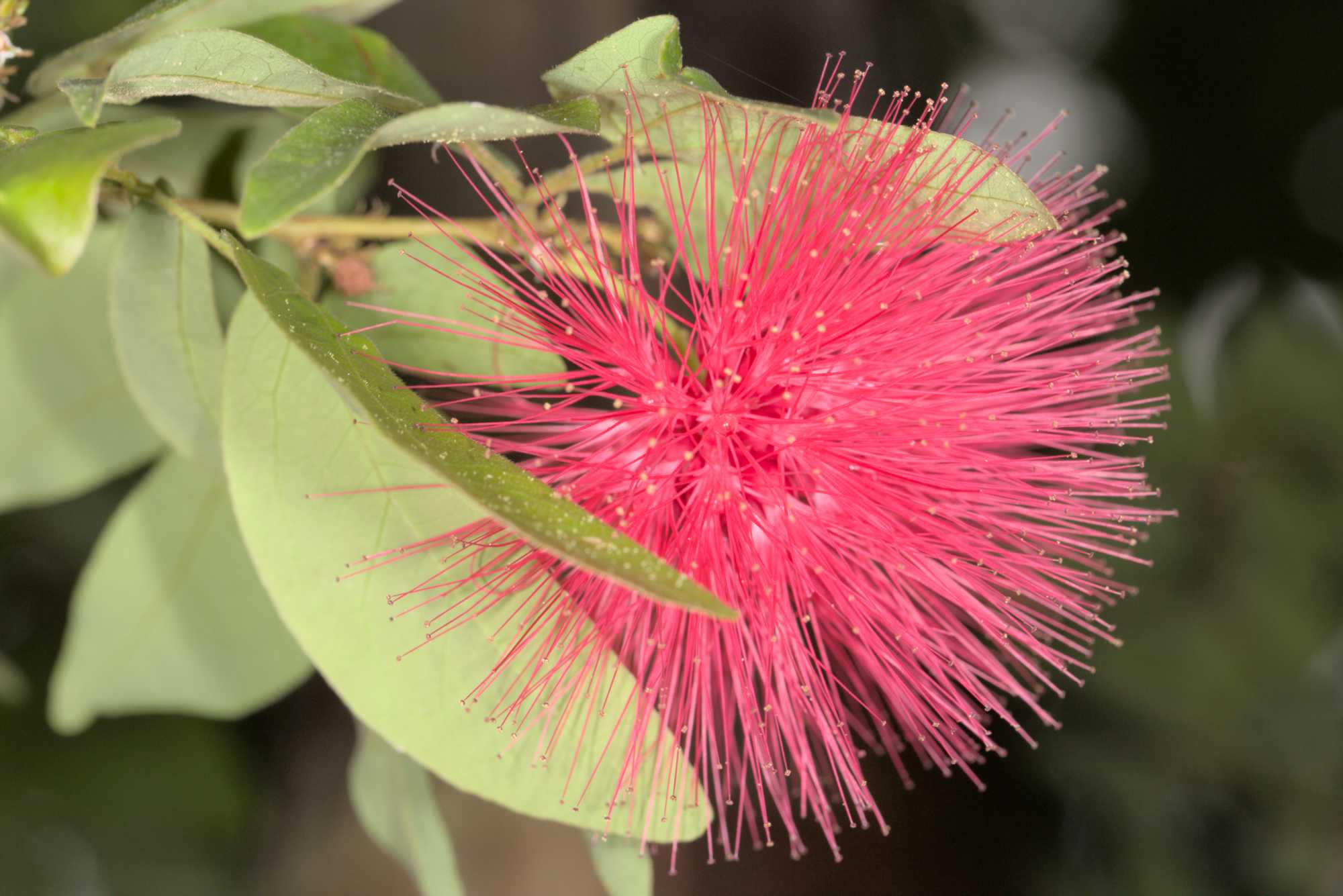 Lokation: Deutschland | Sachsen | Leipzig | Gondwanaland Kategorien: Blüte, Gewächshaus, Datum: 18.03.2017