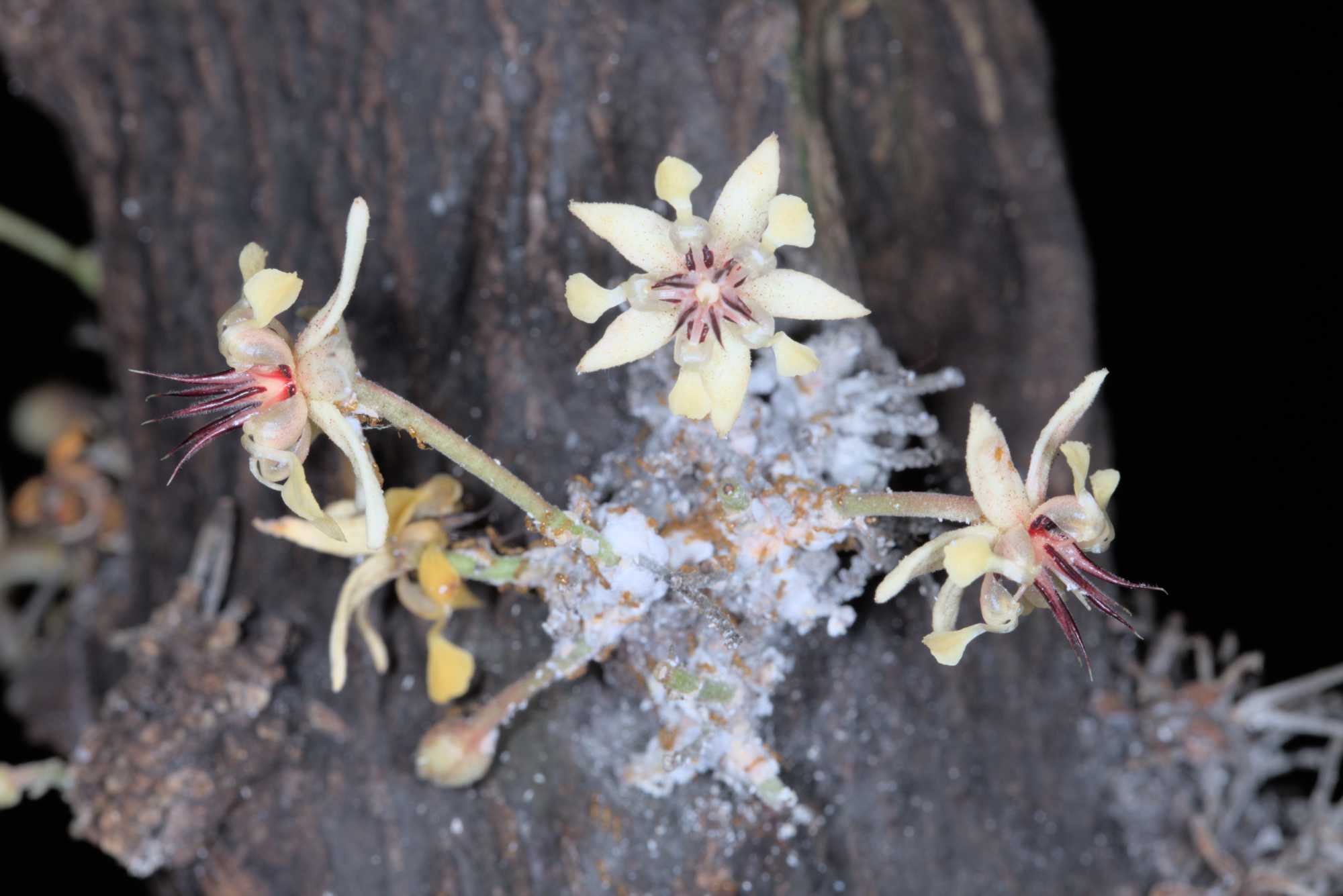 Lokation: Deutschland | Sachsen | Leipzig | Gondwanaland Kategorien: Blüte, Gewächshaus, Datum: 18.03.2017