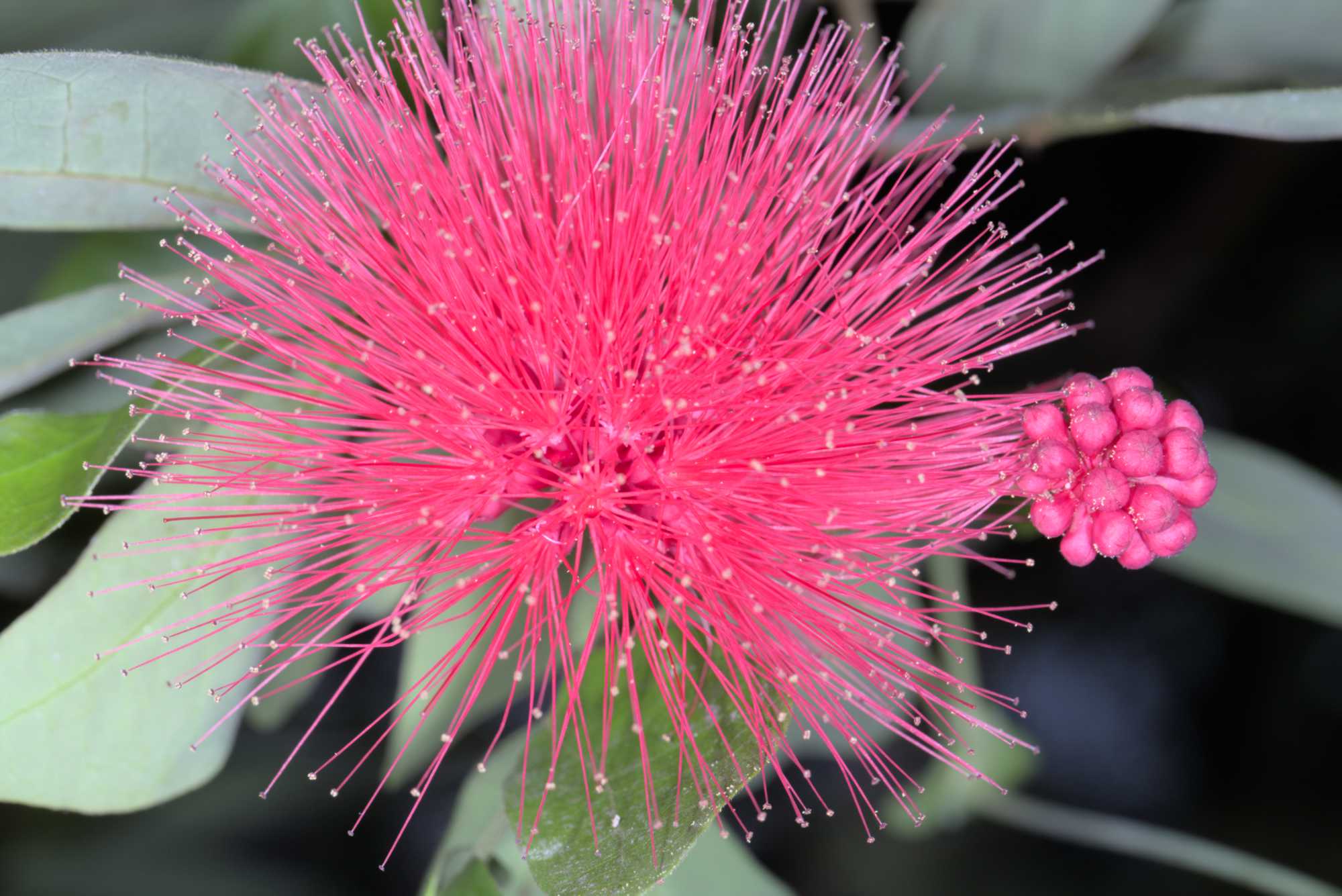 Lokation: Deutschland | Sachsen | Leipzig | Gondwanaland Kategorien: Blüte, Gewächshaus, Datum: 18.03.2017