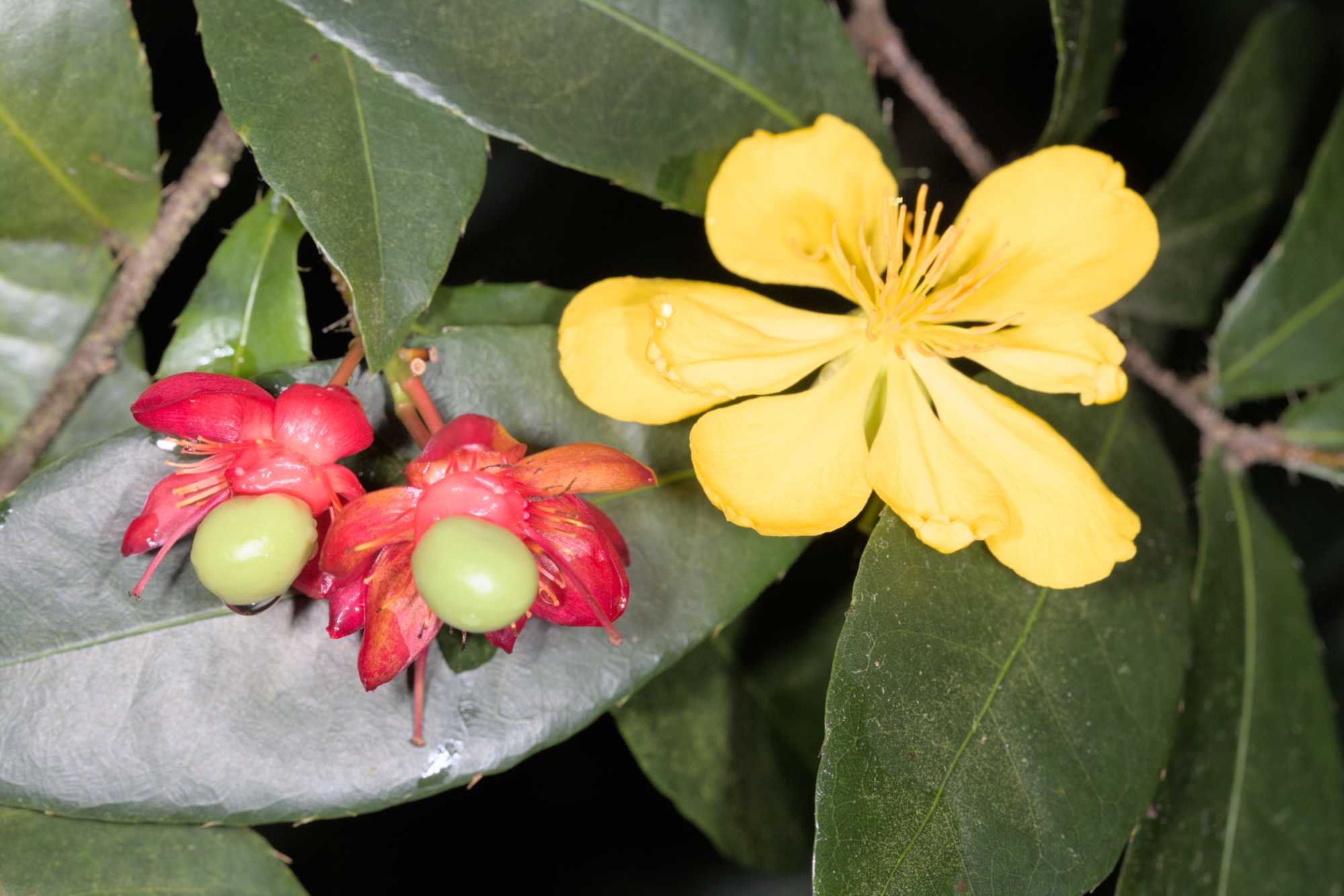 Lokation: Deutschland | Sachsen | Leipzig | Gondwanaland Kategorien: Blüte, Gewächshaus, Datum: 18.03.2017