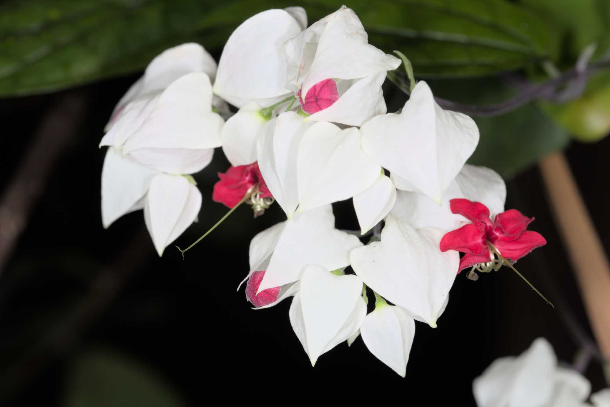 Lokation: Deutschland | Sachsen | Leipzig | Gondwanaland Kategorien: Blüte, Gewächshaus, Datum: 18.03.2017