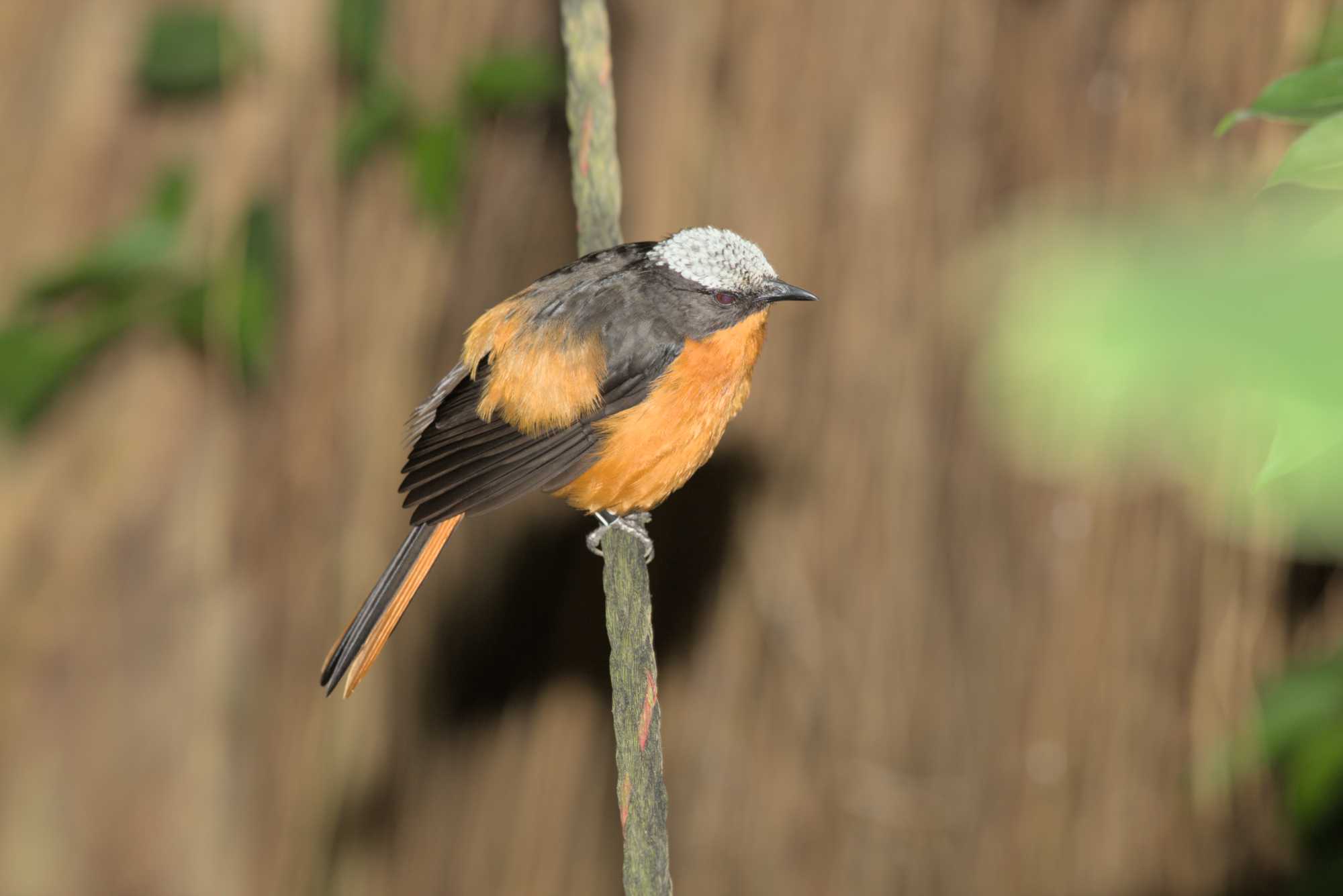 Lokation: Deutschland | Sachsen | Leipzig | Gondwanaland Kategorien: Vögel, Gewächshaus, Datum: 19.03.2017