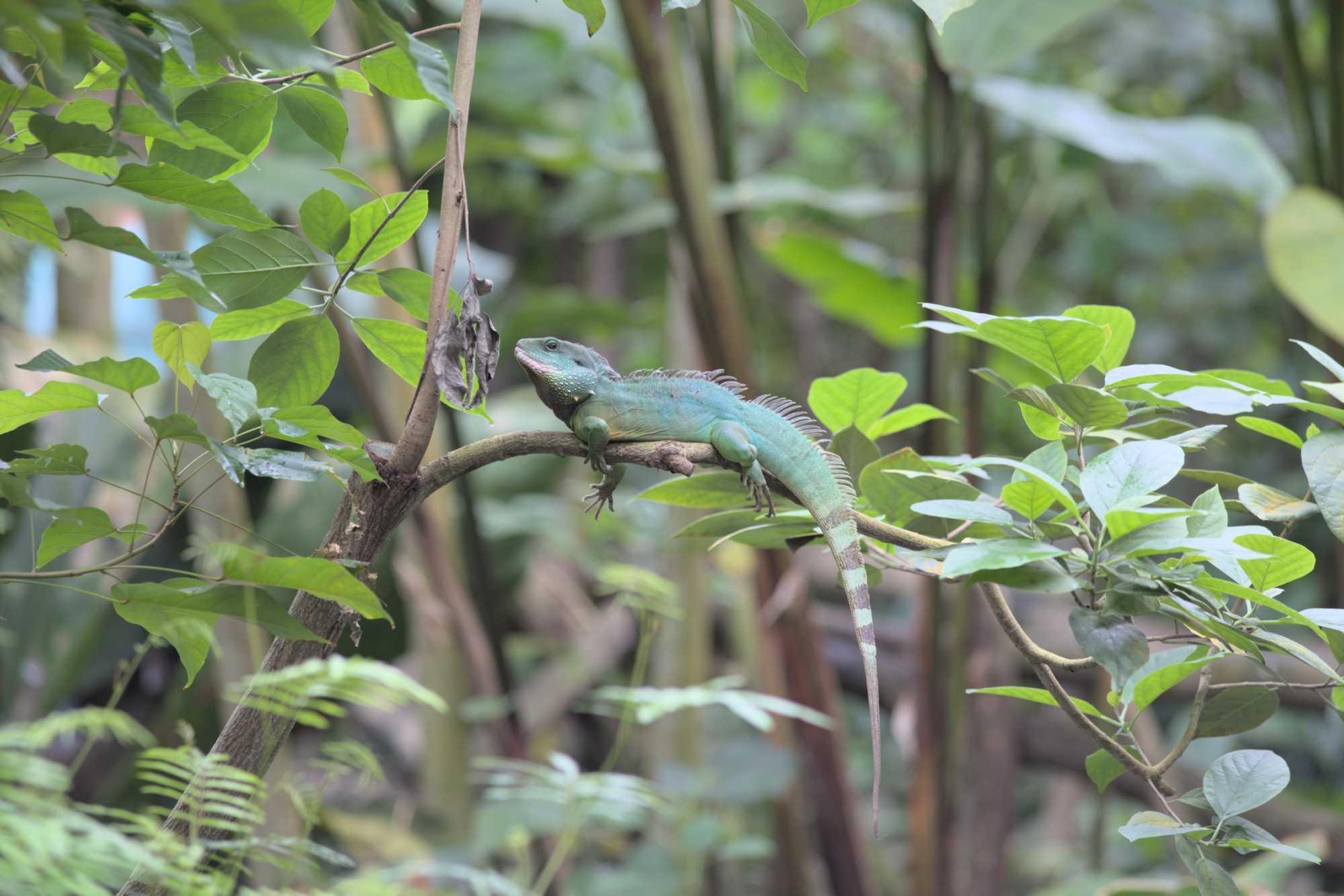Lokation: Deutschland | Sachsen | Leipzig | Gondwanaland Kategorien: Gewächshaus, Datum: 19.03.2017