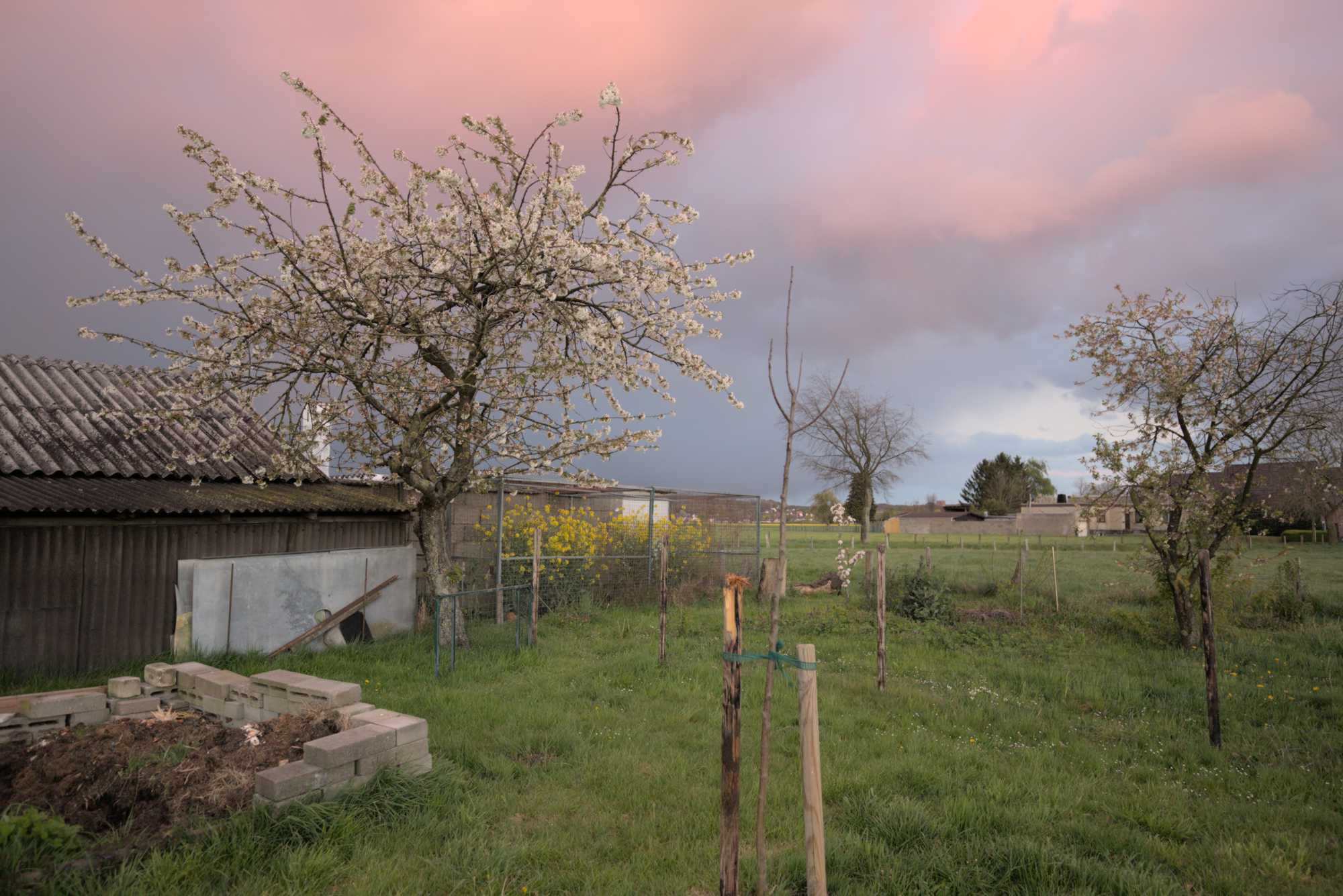 Lokation: Deutschland | Nordrhein-Westfalen | Heinsberg | Wassenberg Kategorien: Streuobstwiese, Hortus rusticus, Datum: 17.04.2017