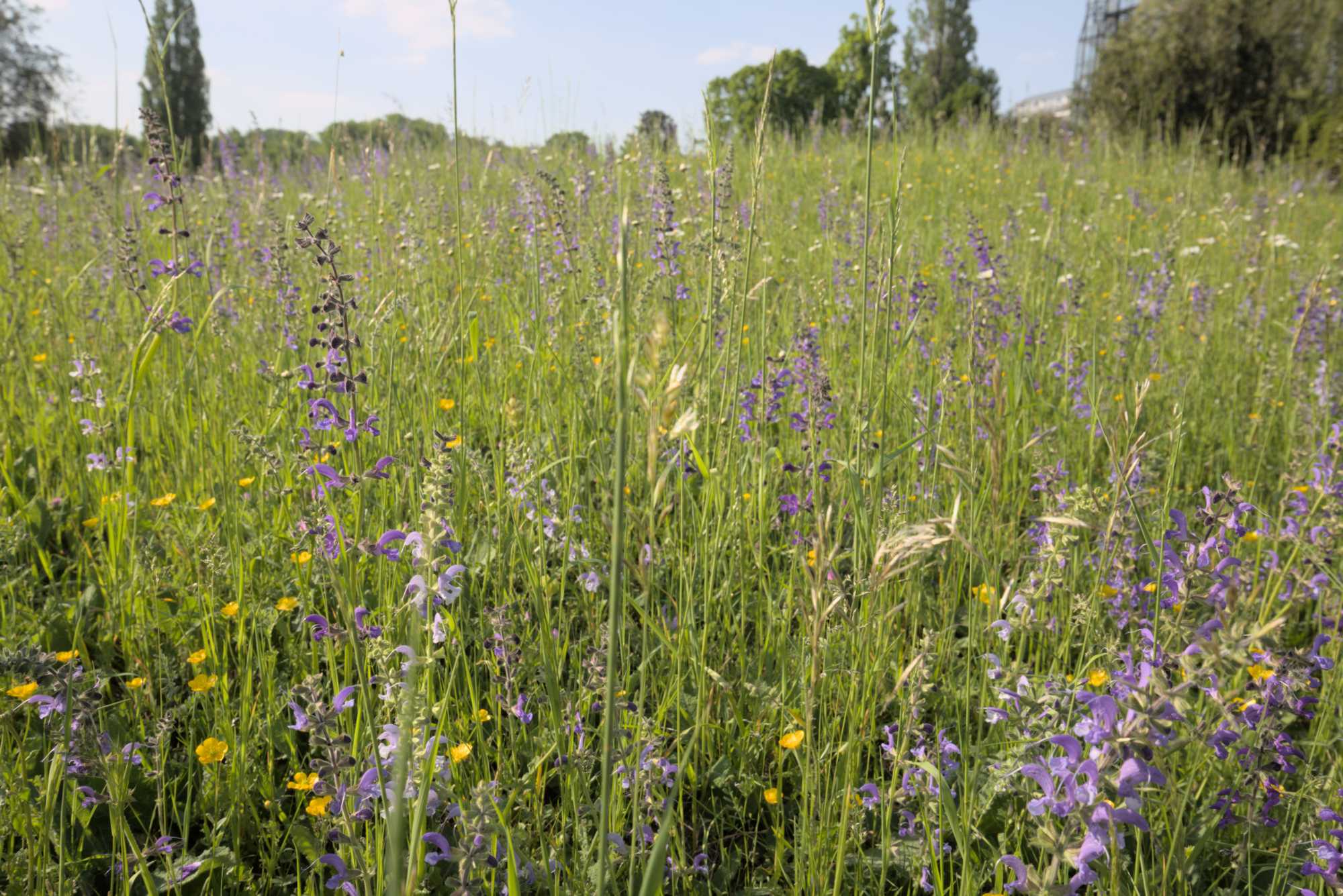 Lokation: Deutschland | Berlin | Dahlem | Botanischer Garten Kategorien: Garten, Datum: 19.05.2017