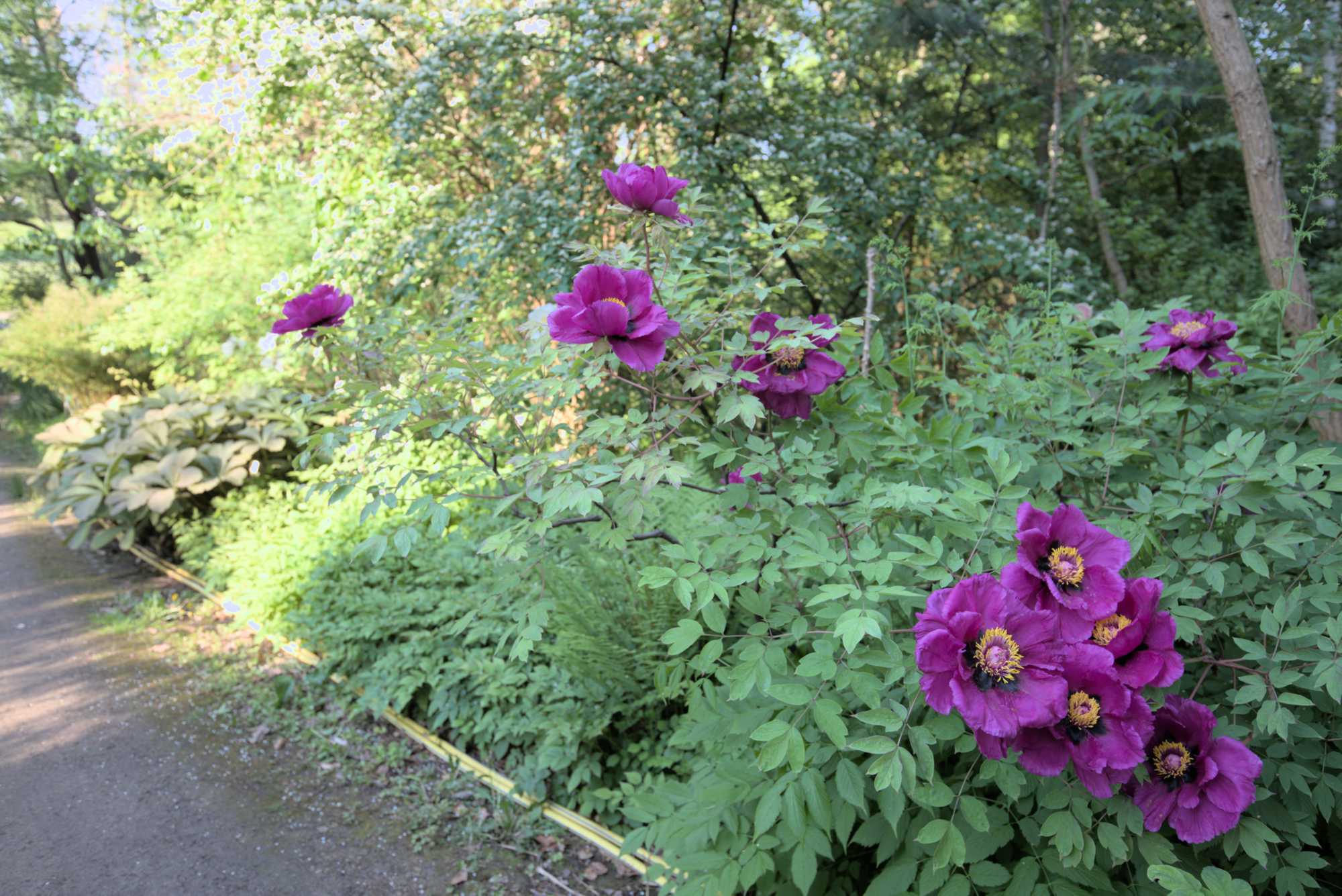 Lokation: Deutschland | Berlin | Dahlem | Botanischer Garten Kategorien: Garten, Datum: 19.05.2017