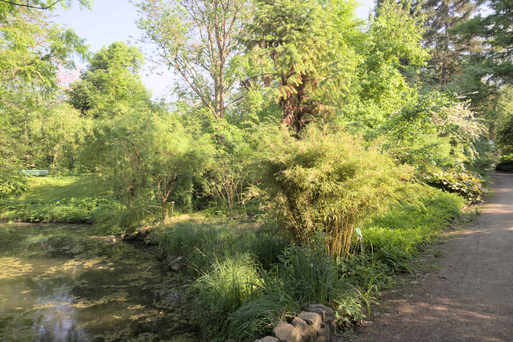 Lokation: Deutschland | Berlin | Dahlem | Botanischer Garten Kategorien: Garten, Datum: 19.05.2017