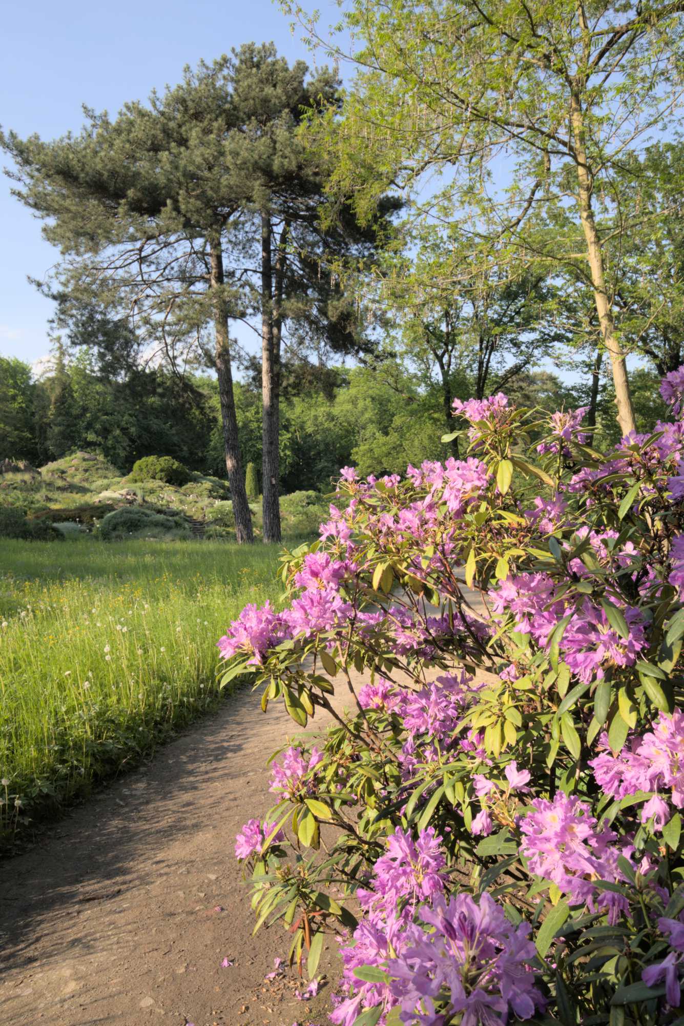 Lokation: Deutschland | Berlin | Dahlem | Botanischer Garten Kategorien: Garten, Datum: 19.05.2017