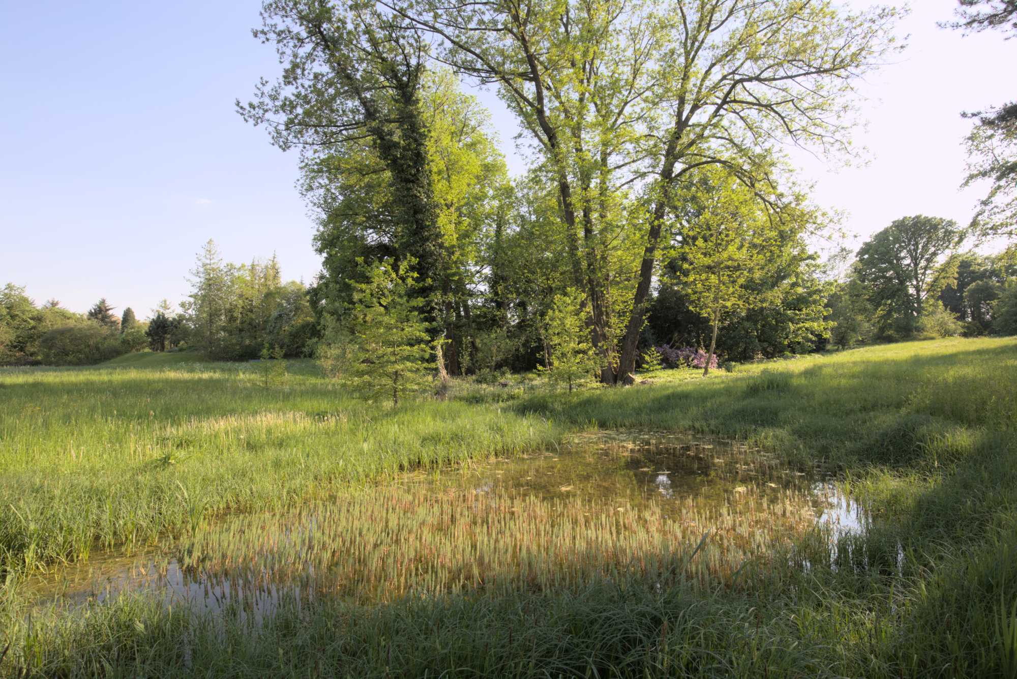 Lokation: Deutschland | Berlin | Dahlem | Botanischer Garten Kategorien: Garten, Datum: 19.05.2017