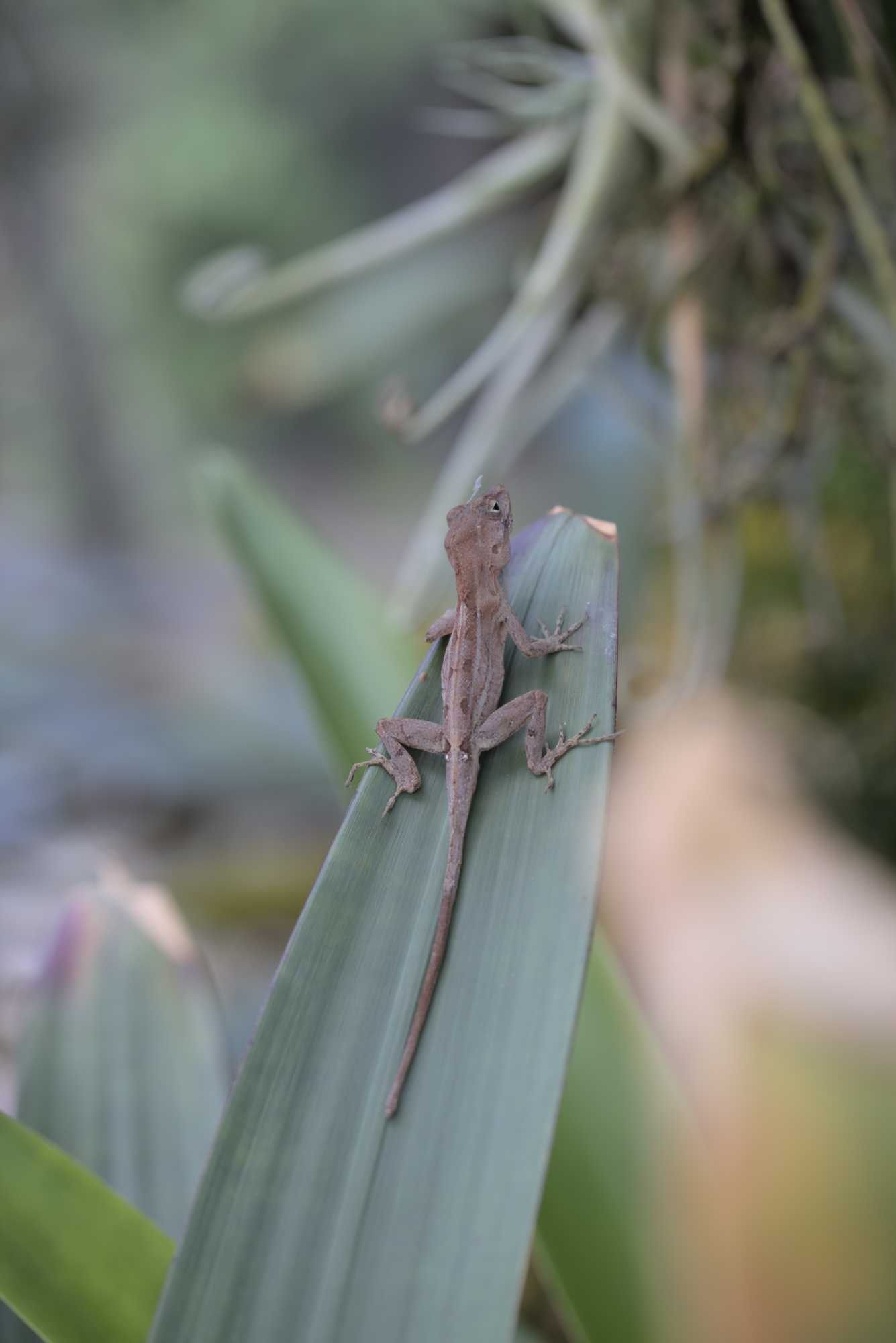 Lokation: Deutschland | Berlin | Dahlem | Botanischer Garten Kategorien: Gewächshaus, Datum: 20.05.2017