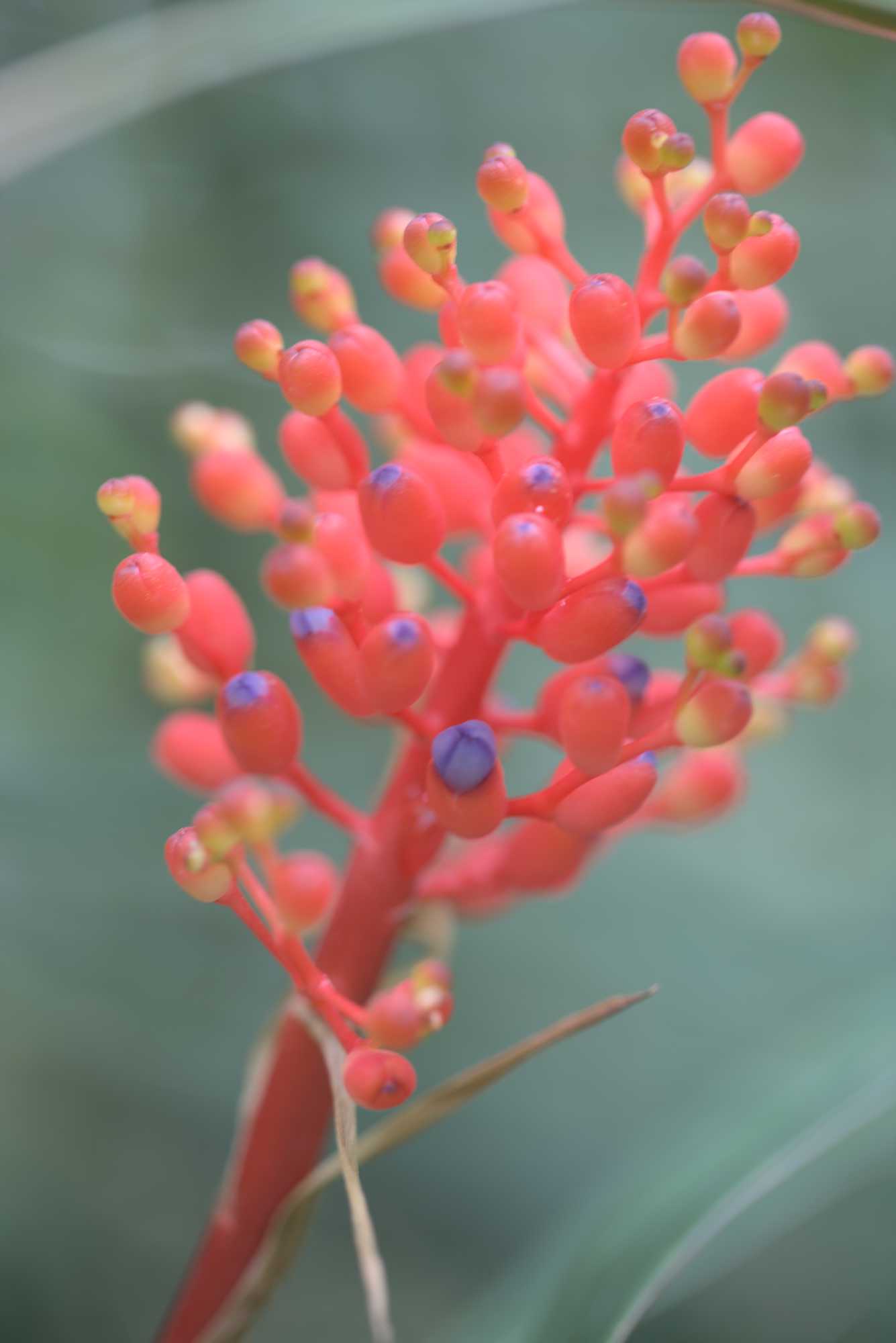 Lokation: Deutschland | Berlin | Dahlem | Botanischer Garten Kategorien: Gewächshaus, Datum: 20.05.2017