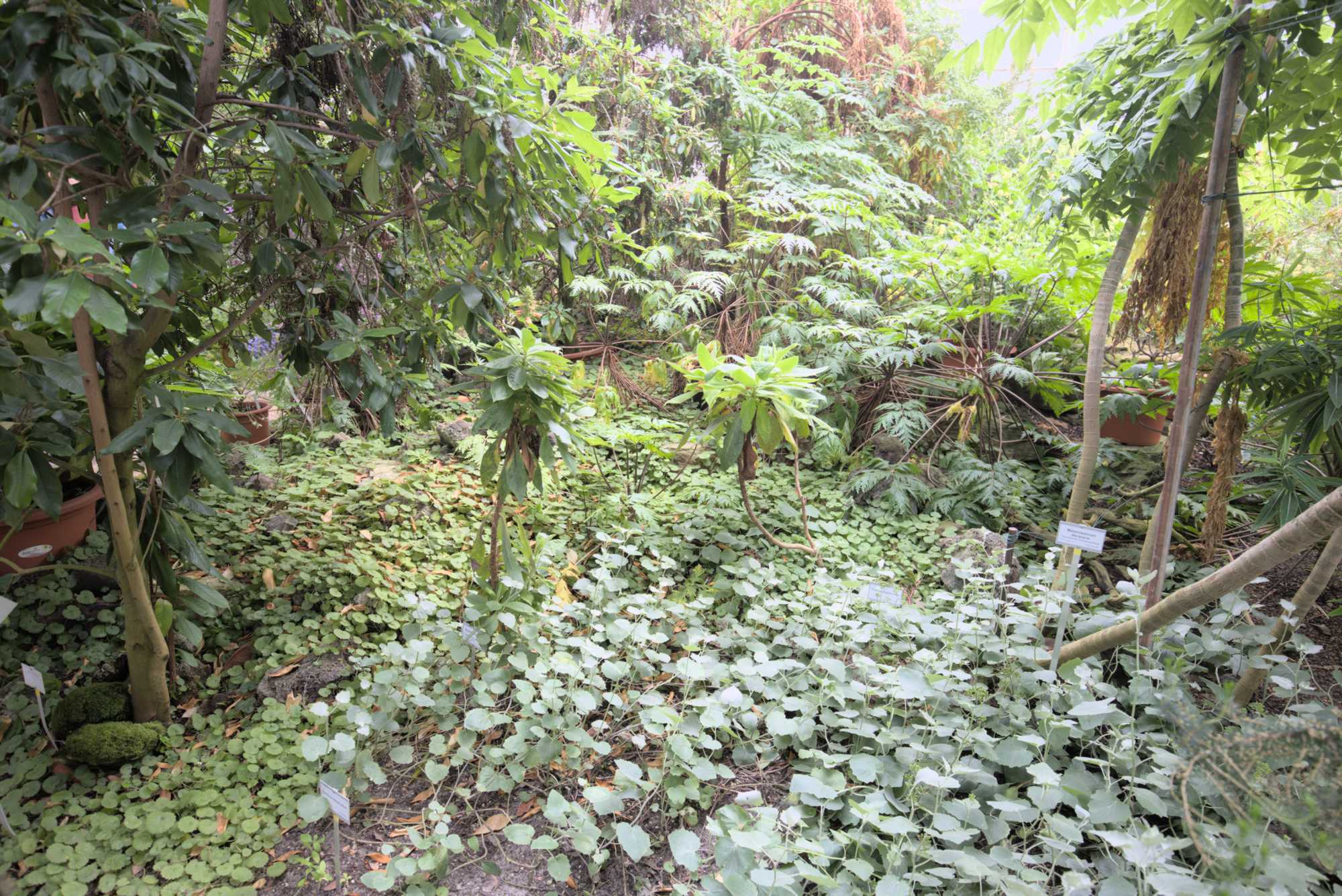 Lokation: Deutschland | Berlin | Dahlem | Botanischer Garten Kategorien: Gewächshaus, Datum: 20.05.2017