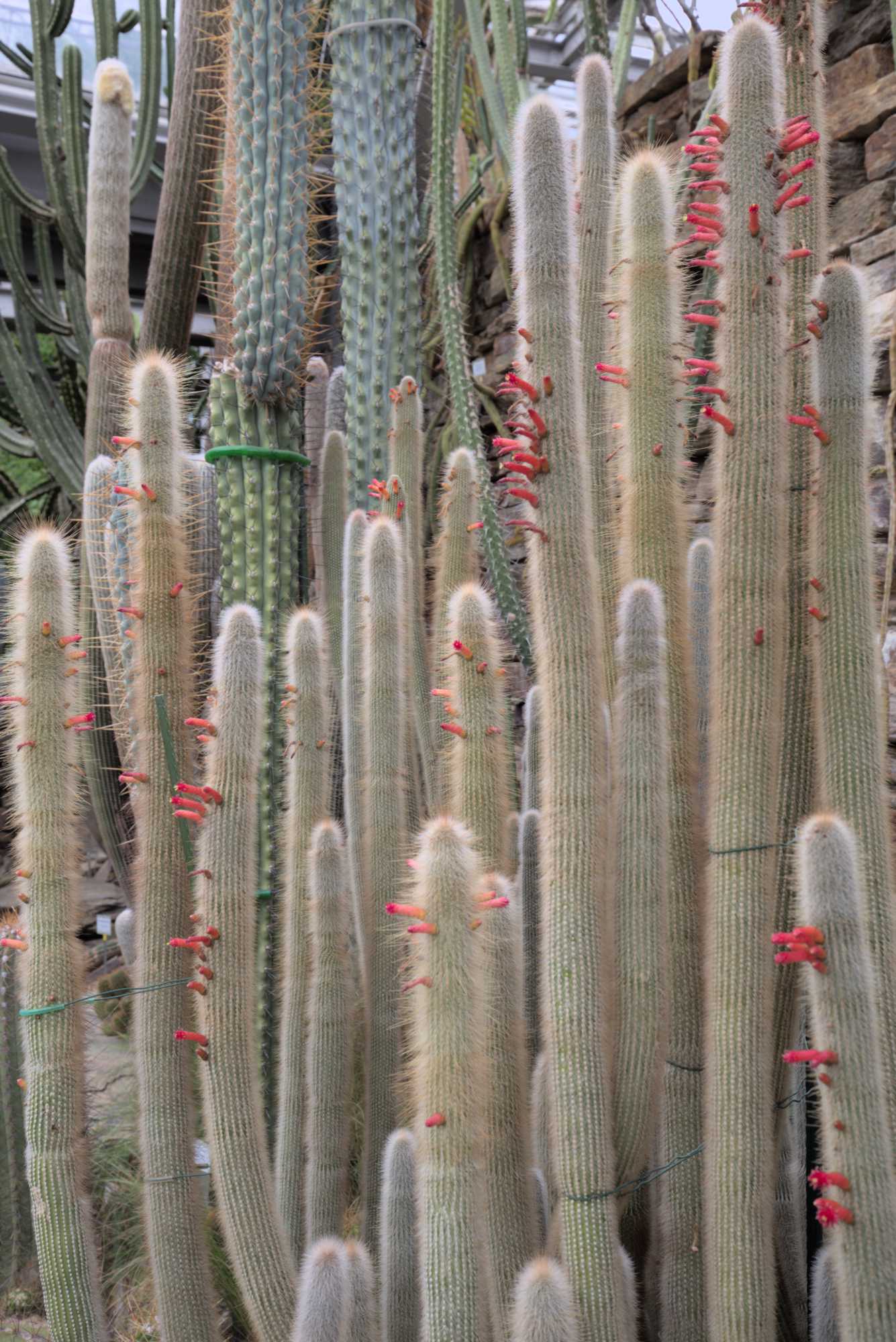 Lokation: Deutschland | Berlin | Dahlem | Botanischer Garten Kategorien: Gewächshaus, Datum: 20.05.2017