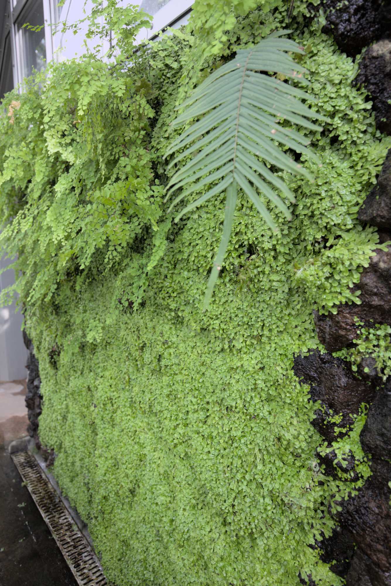 Lokation: Deutschland | Berlin | Mitte | KulturKaufhaus Kategorien: Pflanzenwand, Datum: 20.05.2017
