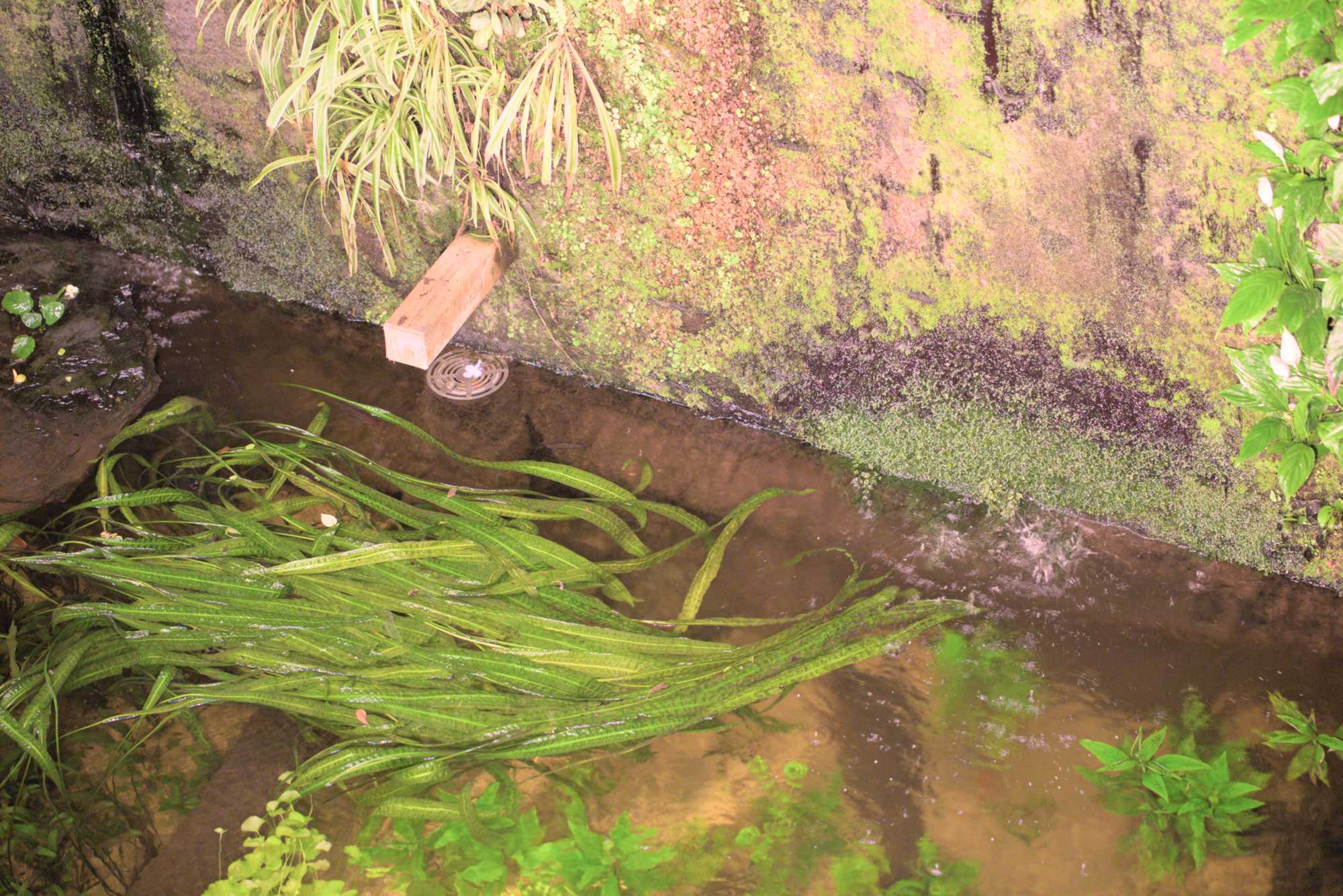 Lokation: Deutschland | Berlin | Mitte | KulturKaufhaus Kategorien: Pflanzenwand, Datum: 20.05.2017