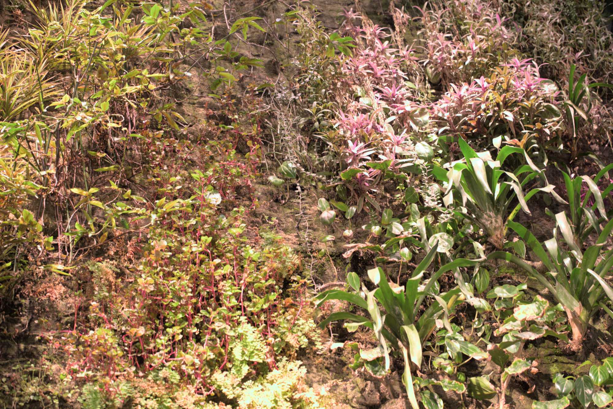 Lokation: Deutschland | Berlin | Mitte | KulturKaufhaus Kategorien: Pflanzenwand, Datum: 20.05.2017