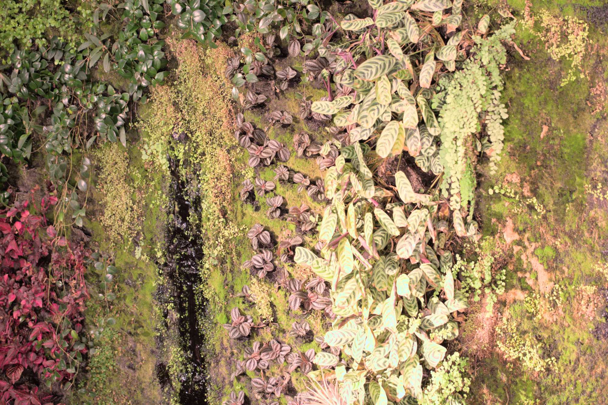 Lokation: Deutschland | Berlin | Mitte | KulturKaufhaus Kategorien: Pflanzenwand, Datum: 20.05.2017