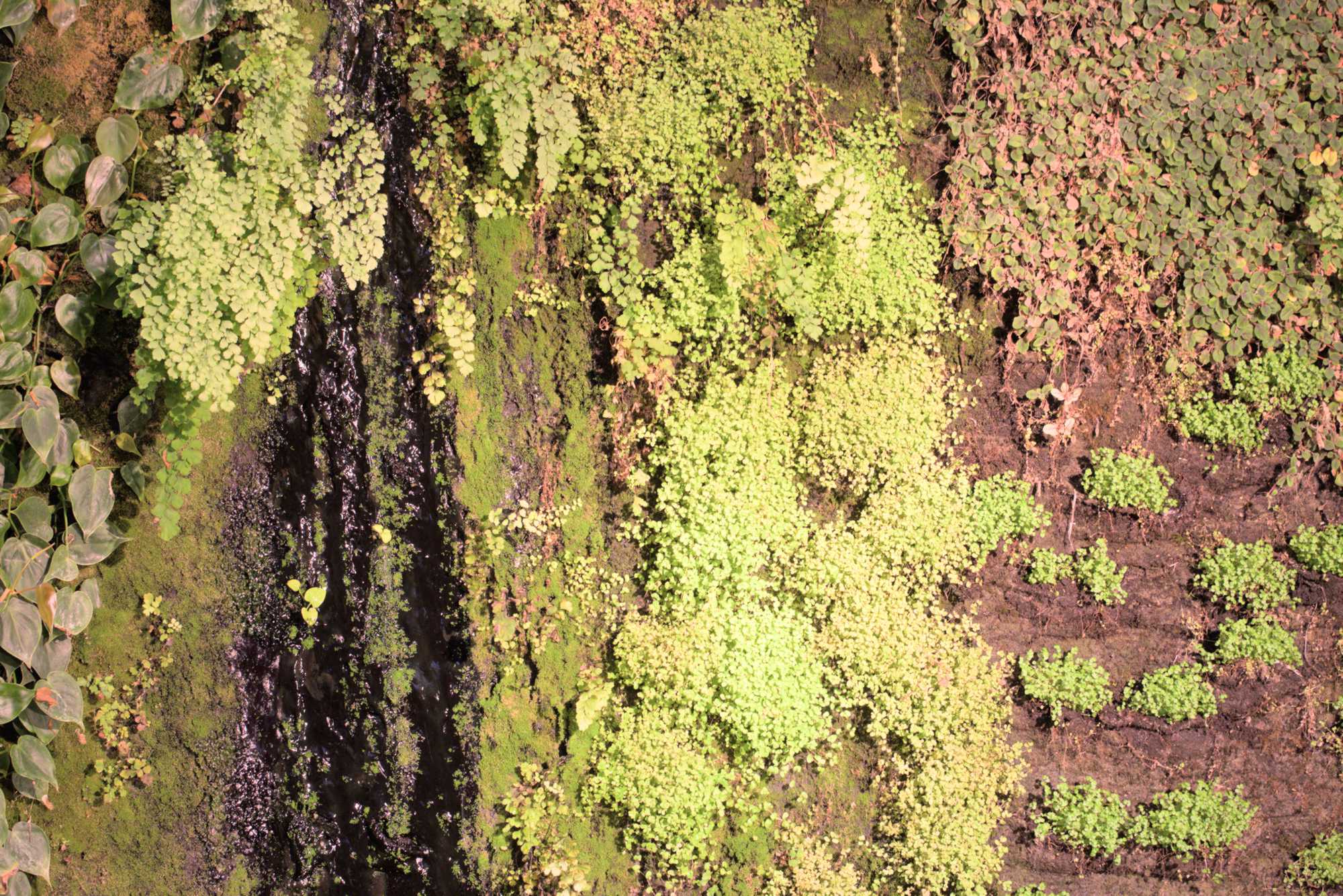Lokation: Deutschland | Berlin | Mitte | KulturKaufhaus Kategorien: Pflanzenwand, Datum: 20.05.2017