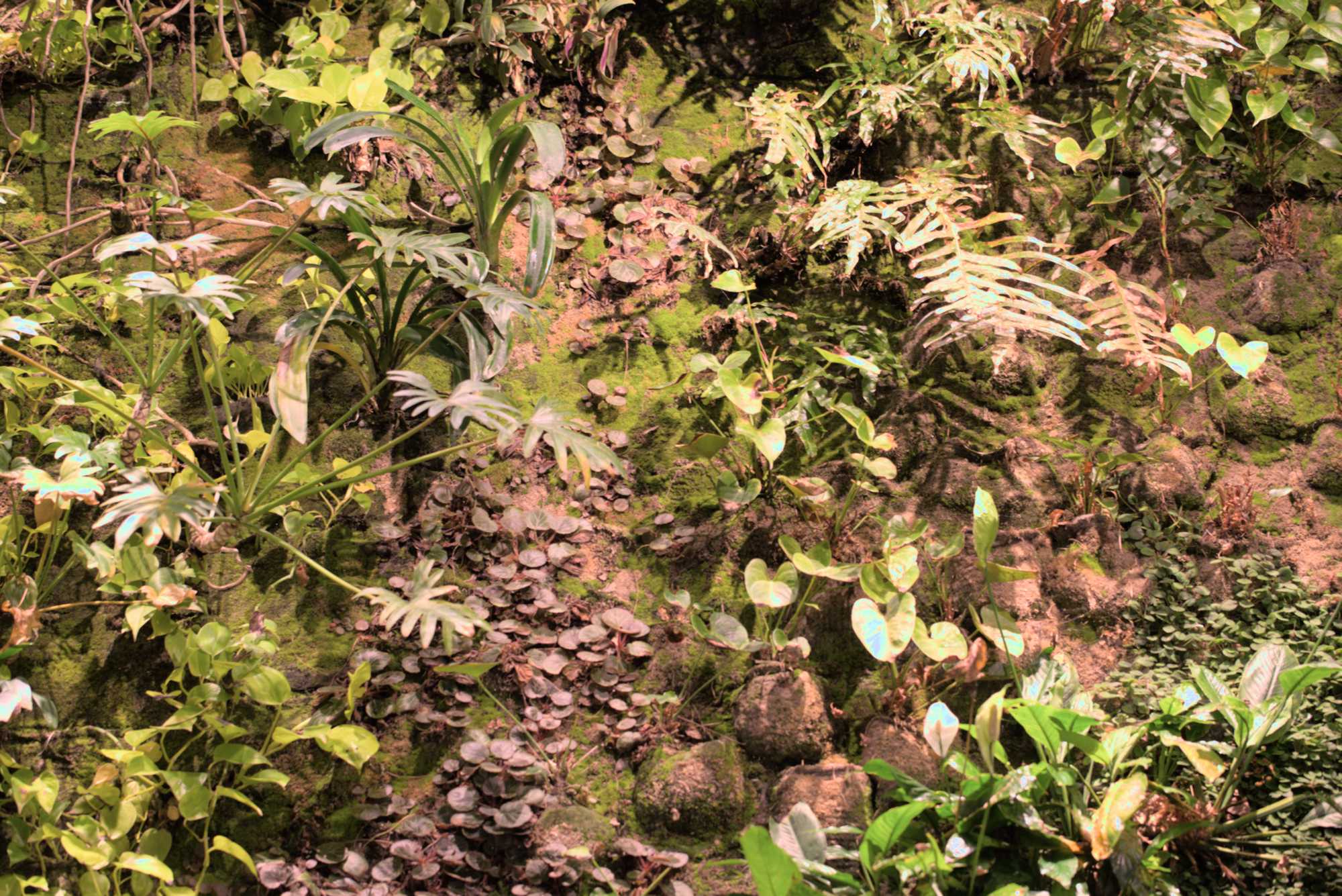 Lokation: Deutschland | Berlin | Mitte | KulturKaufhaus Kategorien: Pflanzenwand, Datum: 20.05.2017