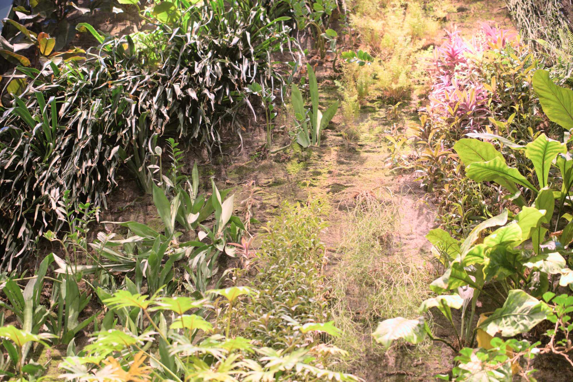 Lokation: Deutschland | Berlin | Mitte | KulturKaufhaus Kategorien: Pflanzenwand, Datum: 20.05.2017