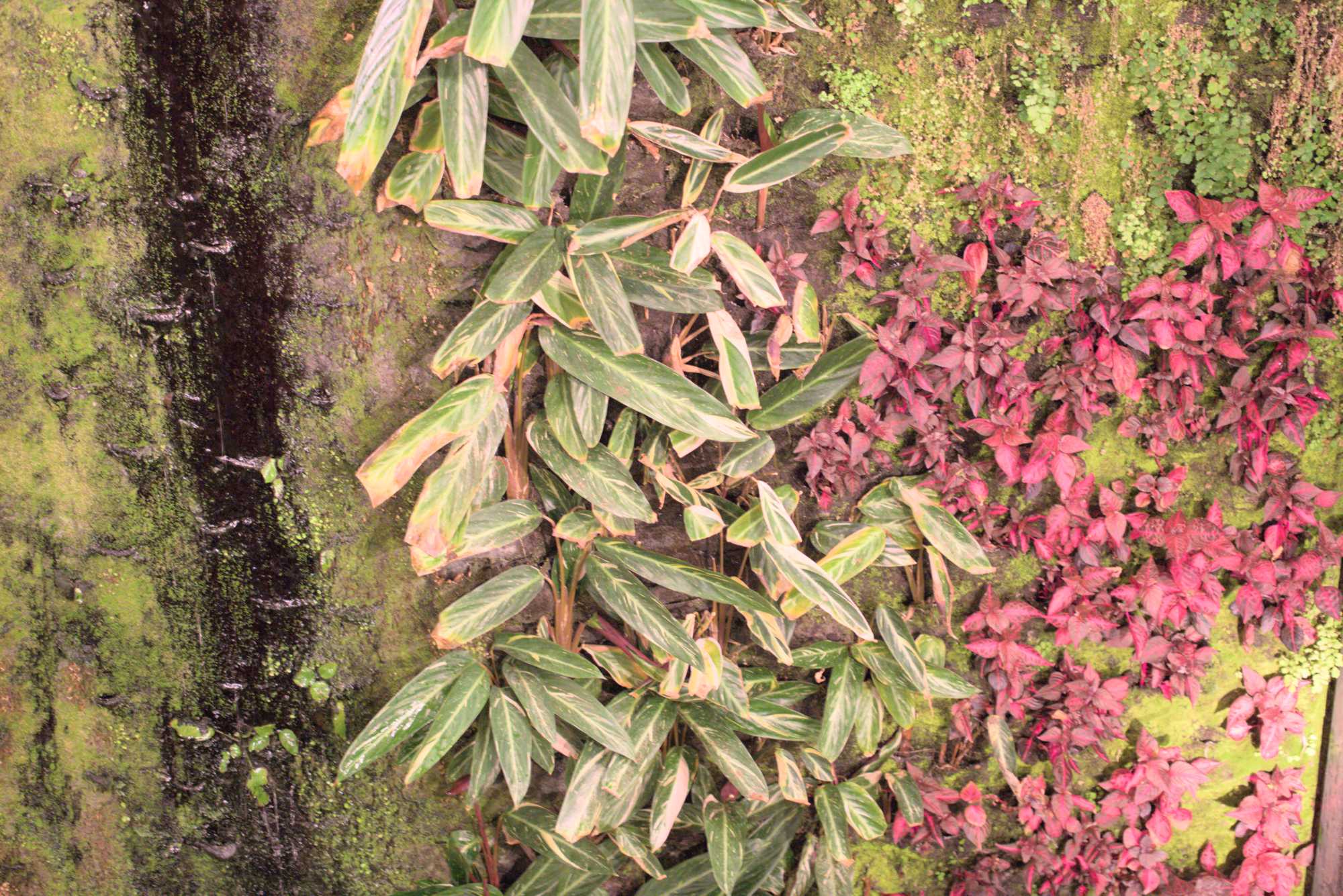Lokation: Deutschland | Berlin | Mitte | KulturKaufhaus Kategorien: Pflanzenwand, Datum: 20.05.2017