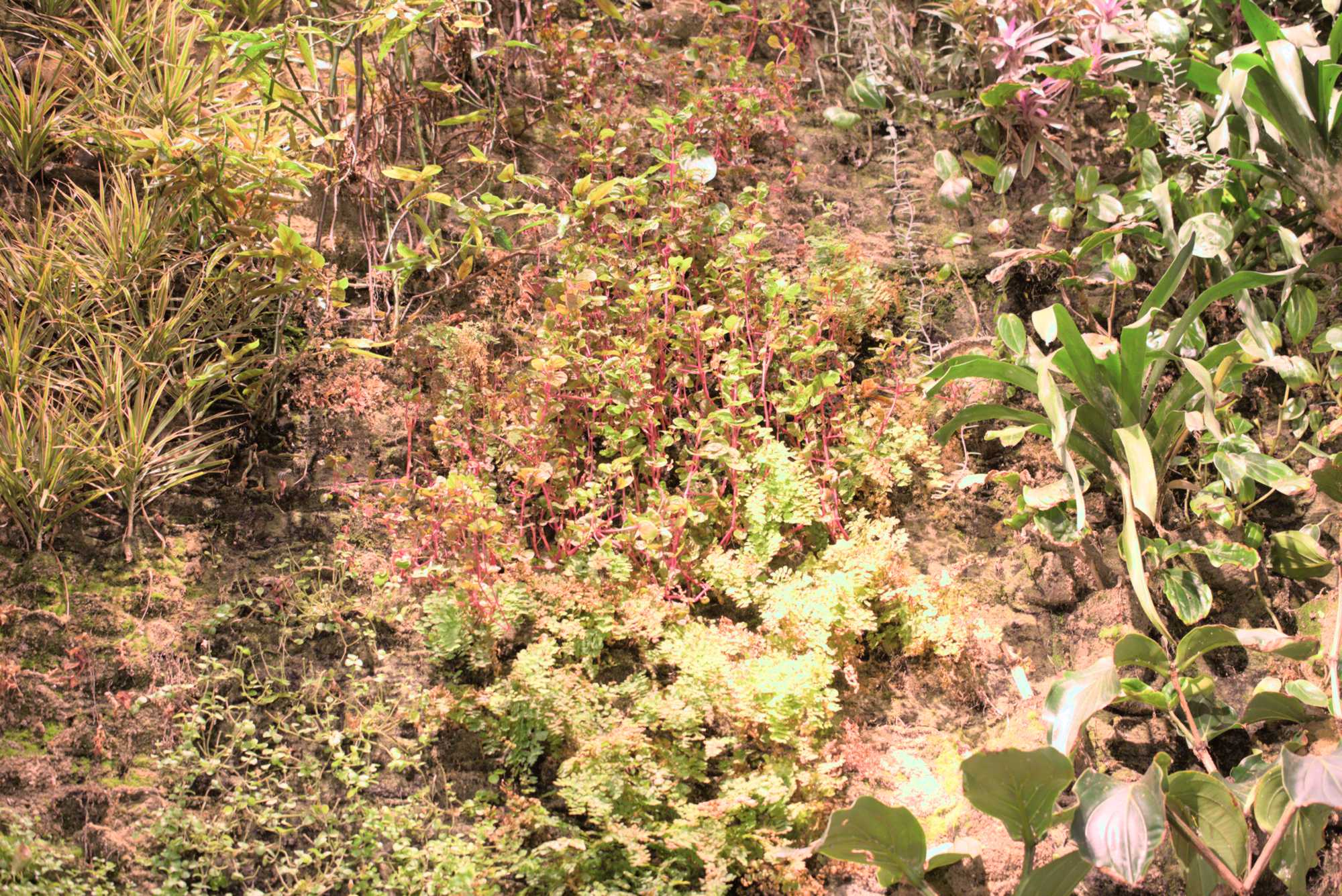 Lokation: Deutschland | Berlin | Mitte | KulturKaufhaus Kategorien: Pflanzenwand, Datum: 20.05.2017