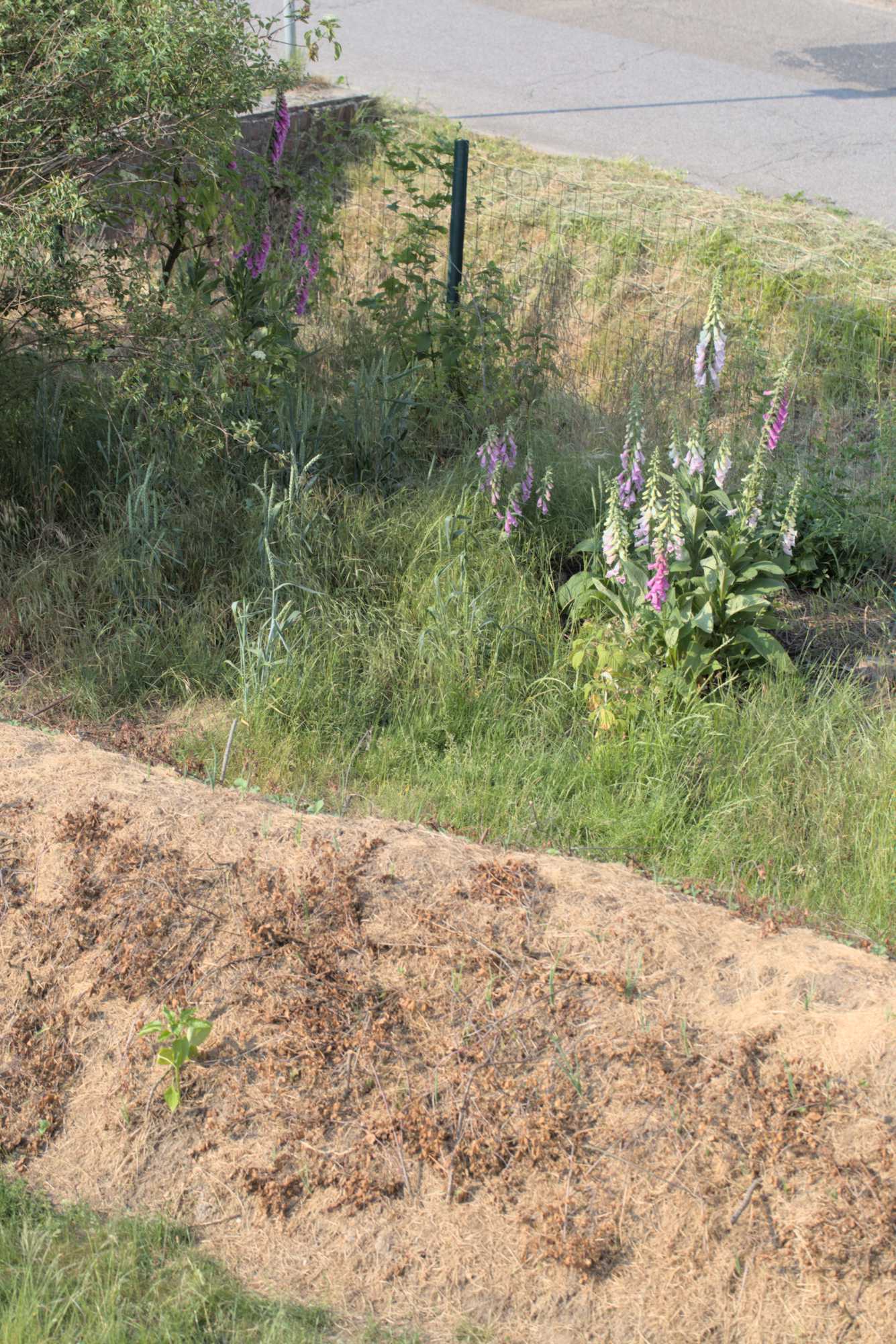Lokation: Deutschland | Nordrhein-Westfalen | Heinsberg | Wassenberg Kategorien: Bau, Nutzgarten, Hortus rusticus, Selbstversorgung, Datum: 31.05.2017