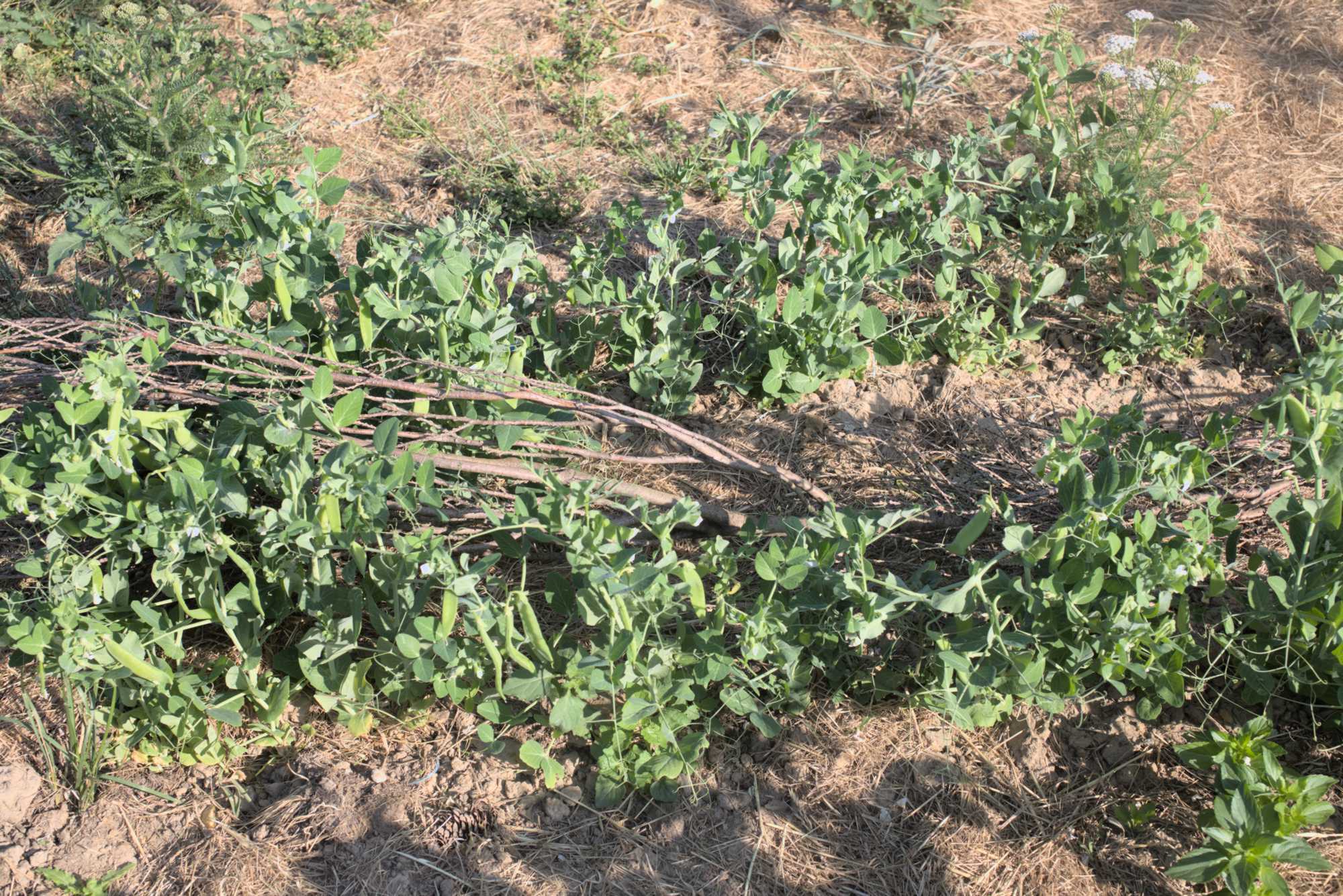 Lokation: Deutschland | Nordrhein-Westfalen | Heinsberg | Wassenberg Kategorien: Nutzgarten, Hortus rusticus, Selbstversorgung, Datum: 18.06.2017