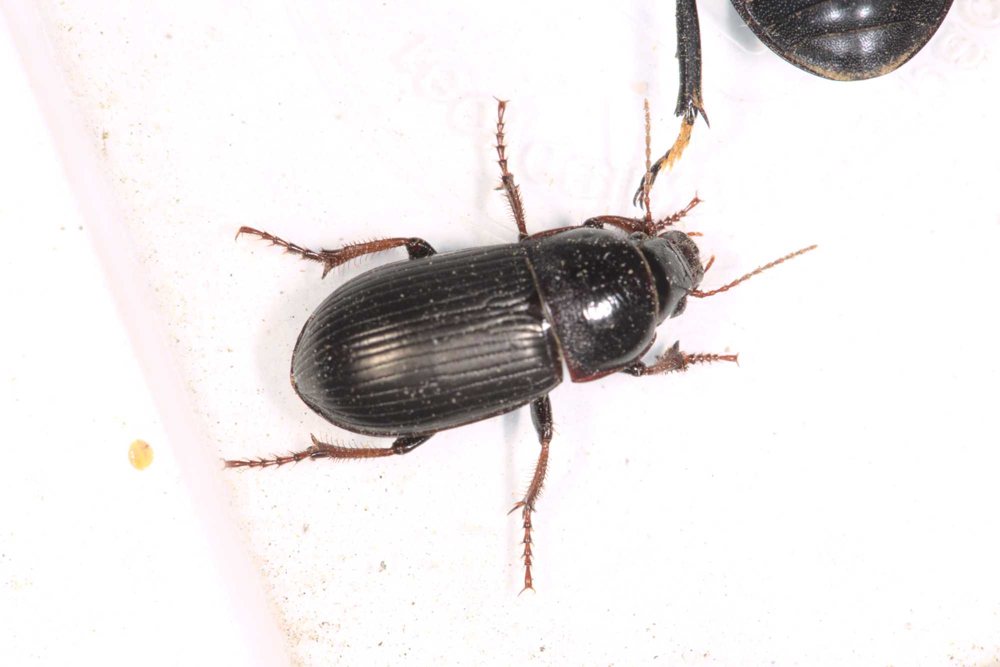 Harpalus calceatus (Harpalus calceatus), Lokation: Deutschland | Nordrhein-Westfalen | Heinsberg | Wassenberg Kategorien: Käfer, Hortus rusticus, Familie: Carabidae (Laufkäfer), Datum: 23.06.2017